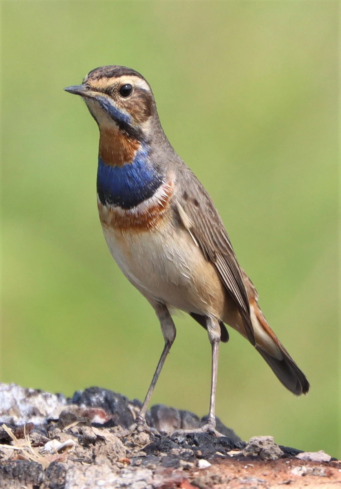 BLUETHROAT - Luscinia svecica - LAT KRABANG WETLANDS NEAR BKK (23).jpg
