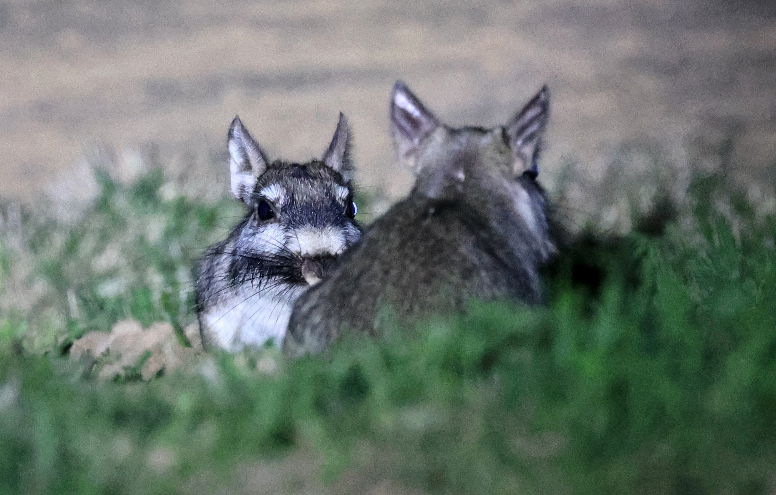 Plains Vizcacha (Lagostomus maximus) Reserva Natural Canada el Carmen, Paraguay  (31).jpg