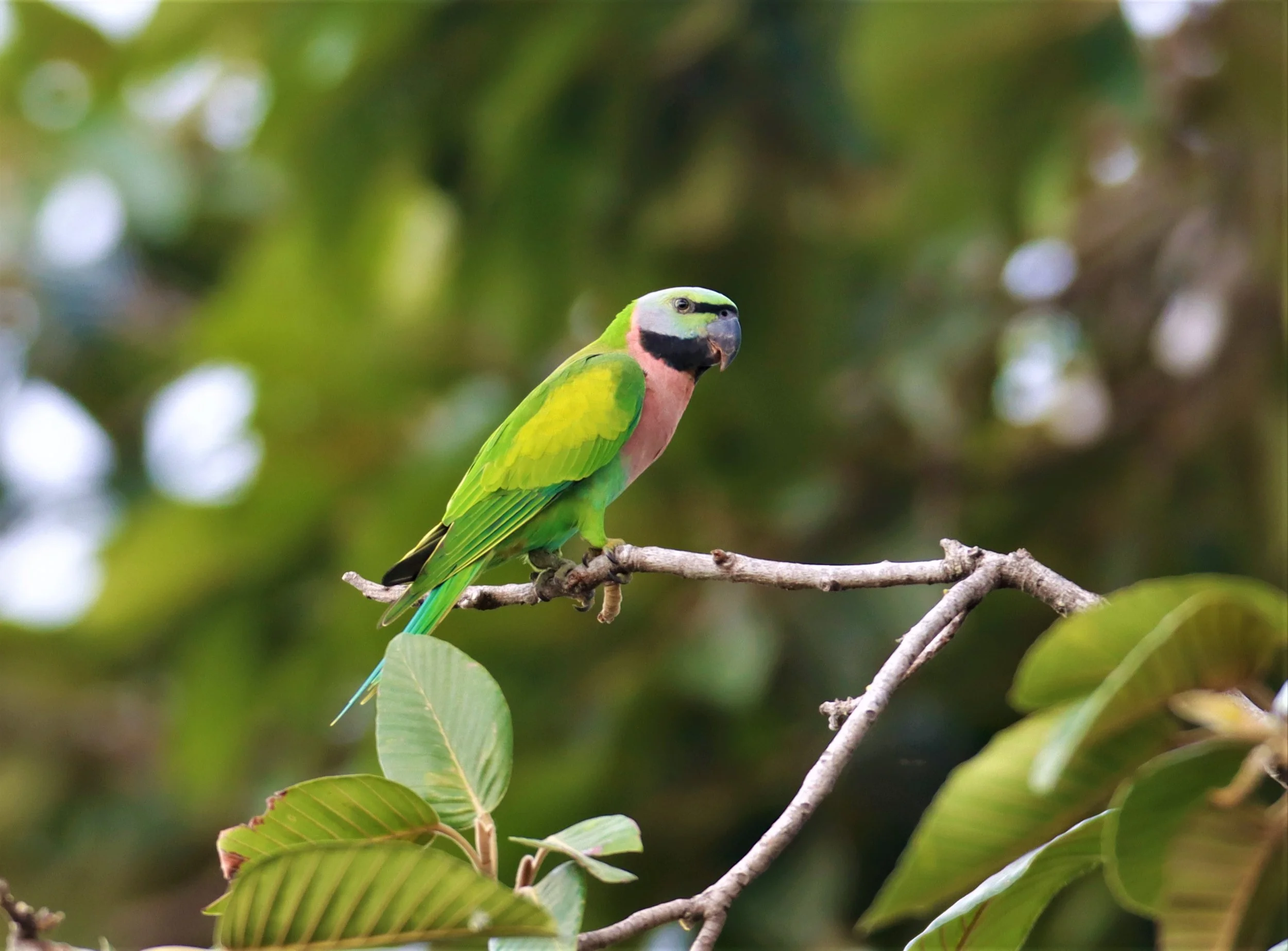 PARAKEET - RED-BREASTED PARAKEET - Psittacula alexandri - WAT SUAN YAI NONTHABURI (35).jpg