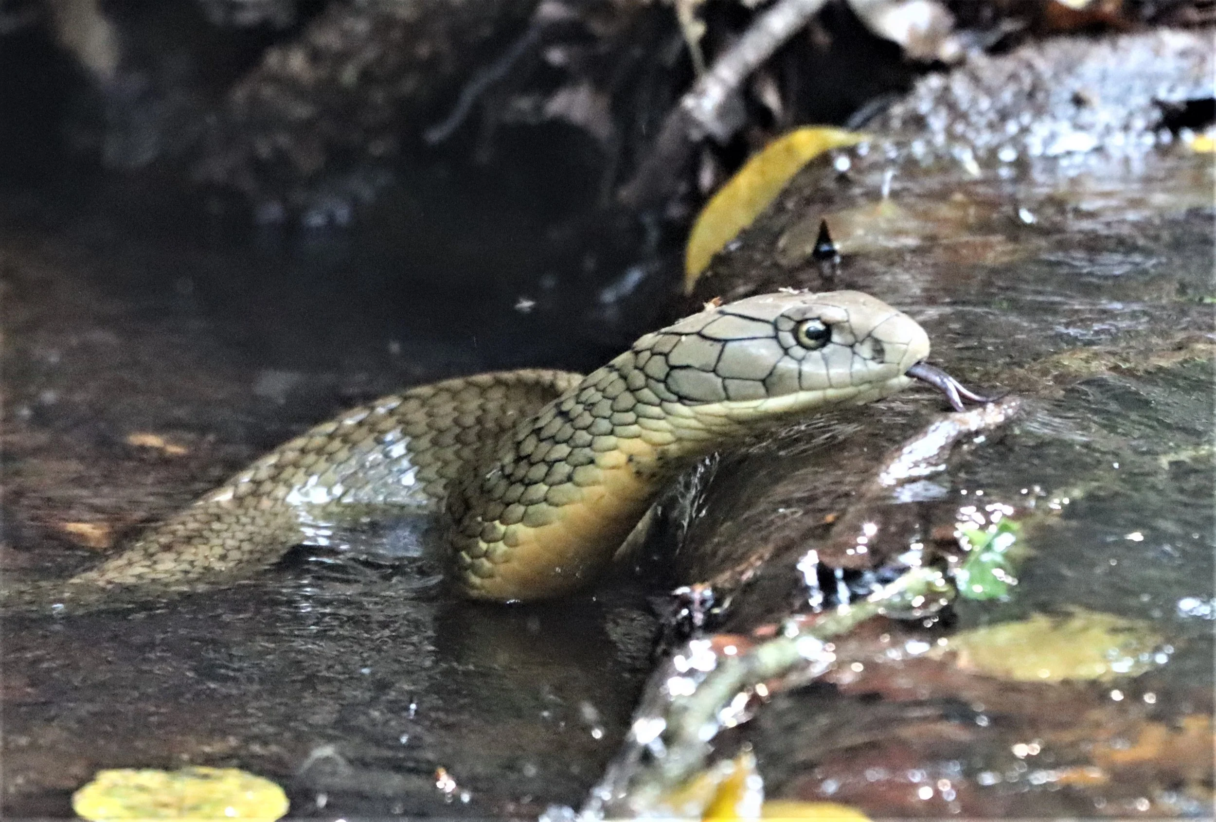 Ophiophagus hannah - KING COBRA - KHAO YAI NATIONAL PARK THAILAND (24).JPG