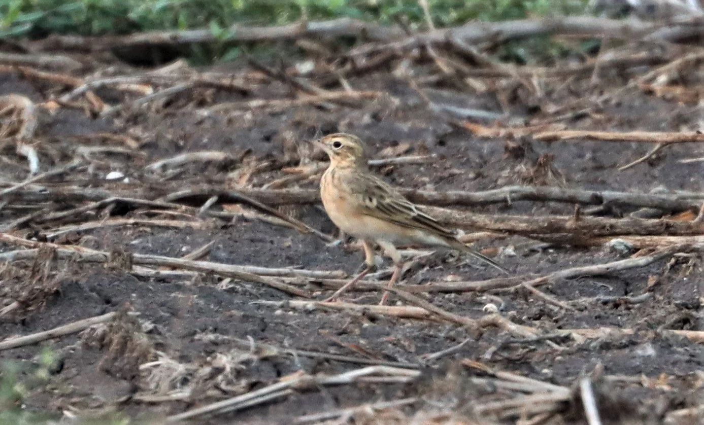 Paddyfield Pipit (Anthus rufulus) LAT KRABANG RICE FIELDS (4).jpg