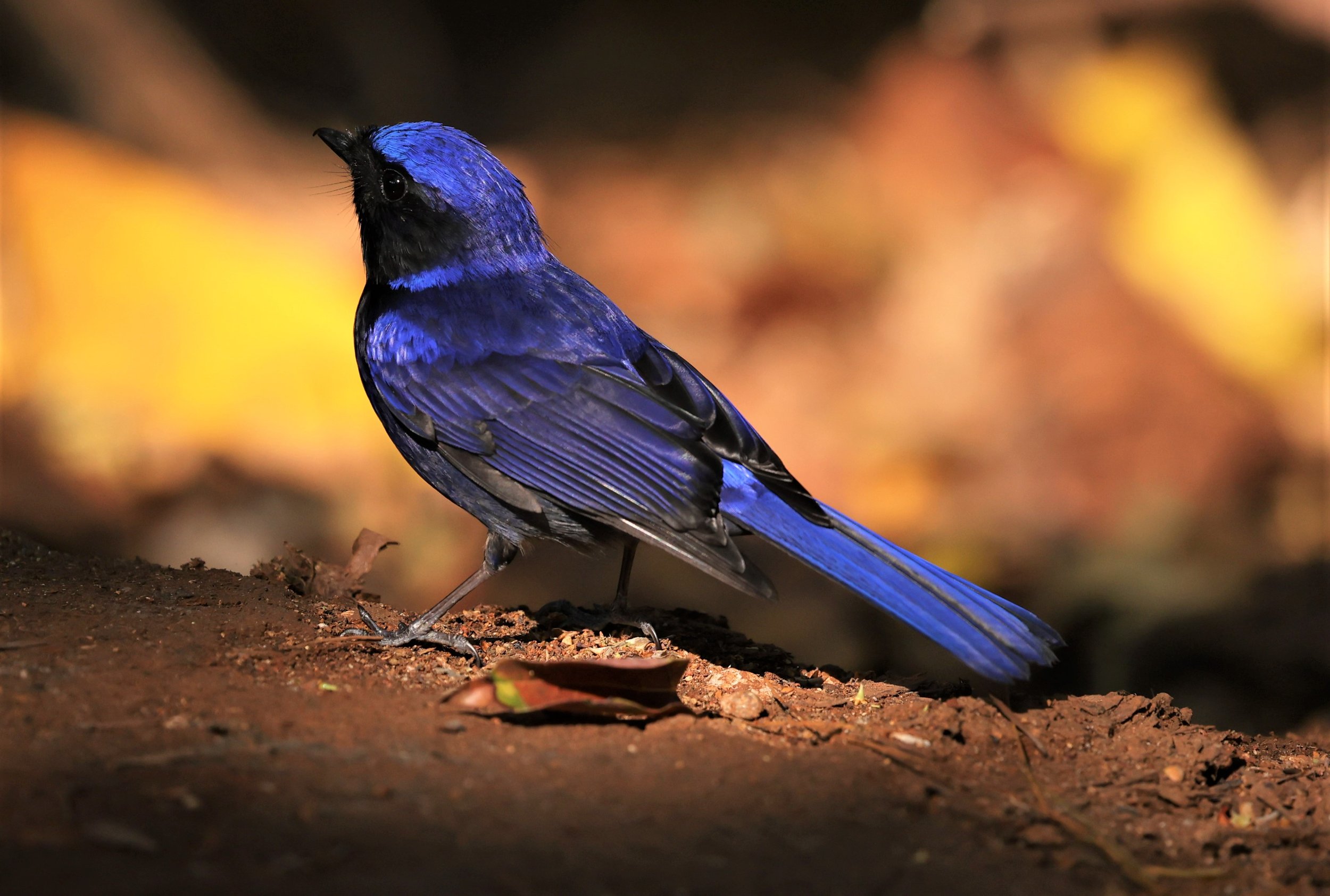 NILTAVA - LARGE NILTAVA - Niltava grandis - DOI DOI ANG KHANG CHIANG MAI FEB 2022 (27).jpg