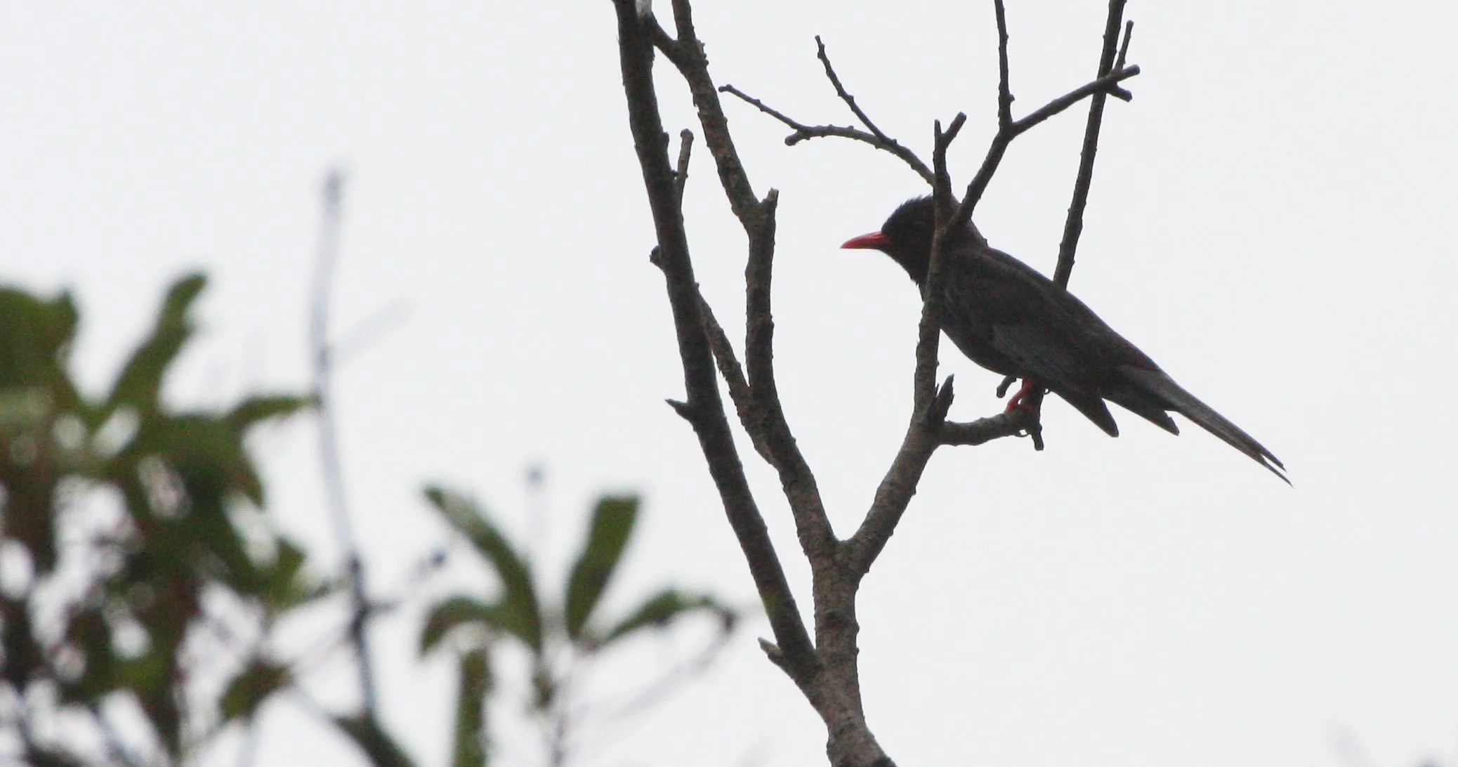 Black Bulbul (Hypsipetes leucocephalus) Taiwan  (5).JPG