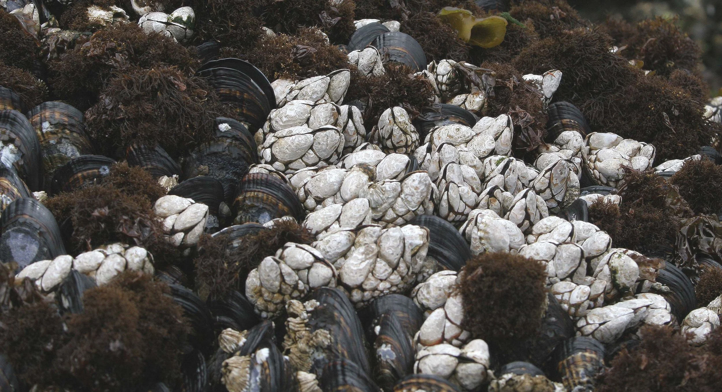 INVERTS - INTERTIDAL - ARTHROPOD - GOOSENECK BARNACLE.jpg