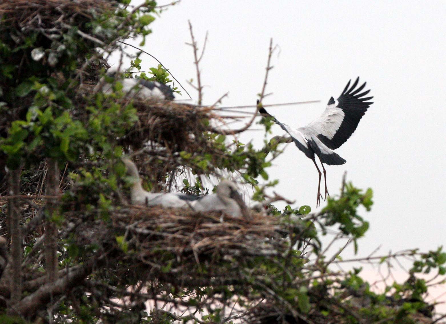 STORK - ASIAN OPENBILL - Anastomus oscitans - BUENG BORAPHET THAILAND (16).JPG