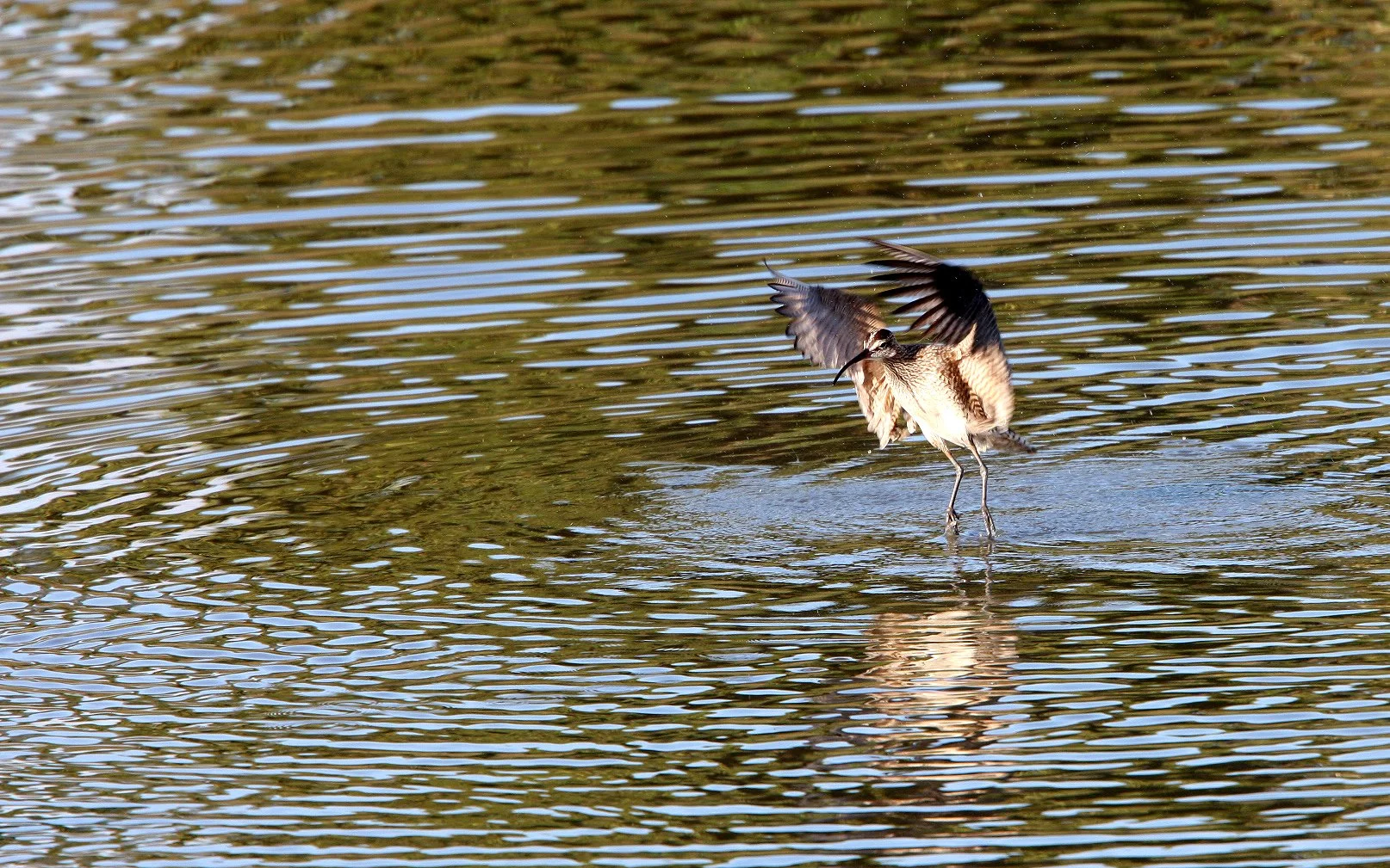BIRD - WHIMBREL - SAN JOAQUIN WILDLIFE REFUGE IRVINE CALIFORNIA (12).JPG