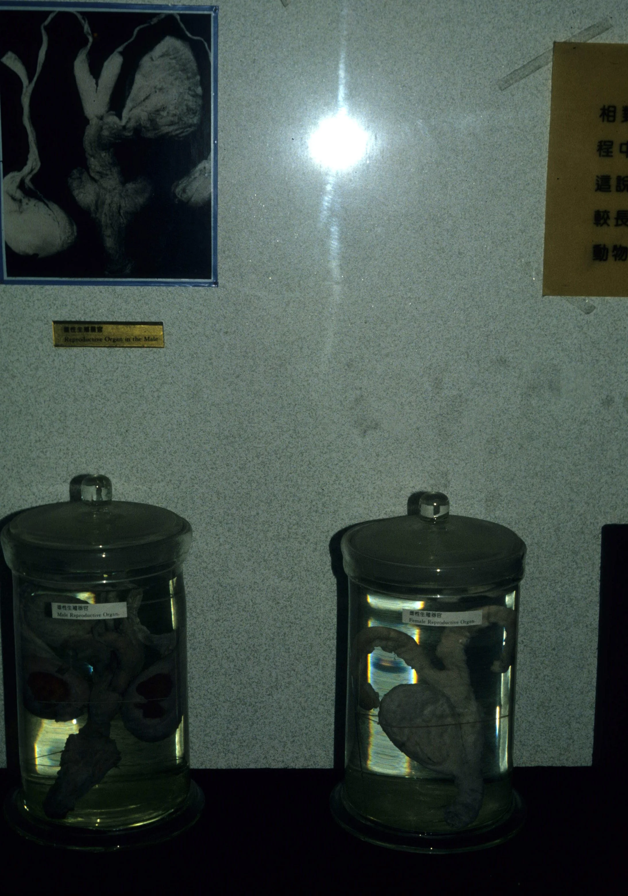 URSID - GIANT PANDA EXHIBIT - CHENGDU CHINA.jpg