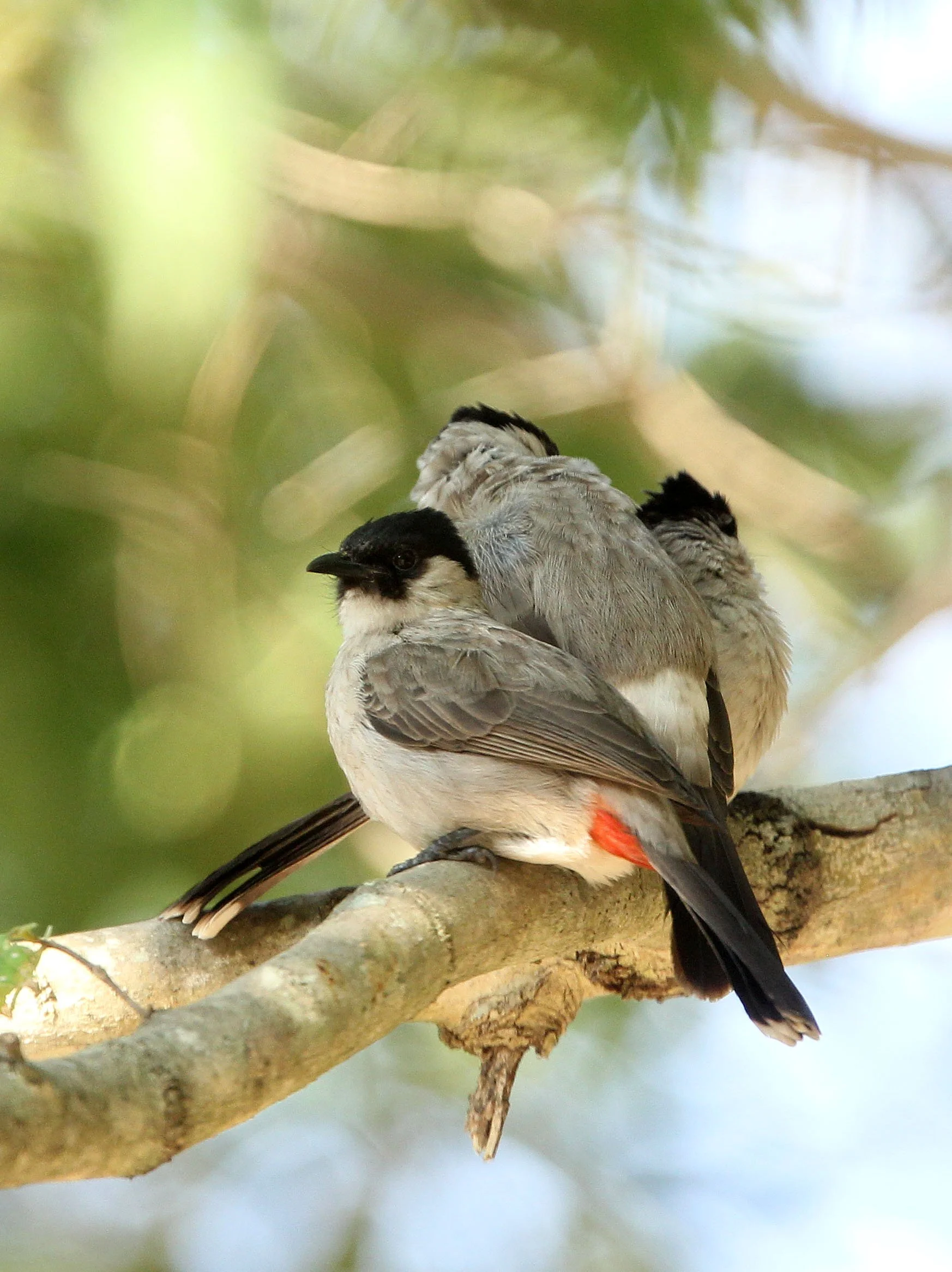 BULBUL - SOOTY-HEADED BULBUL - Pycnonotus aurigaster - HUAI KHA KHAENG NWS THAILAND (16).JPG