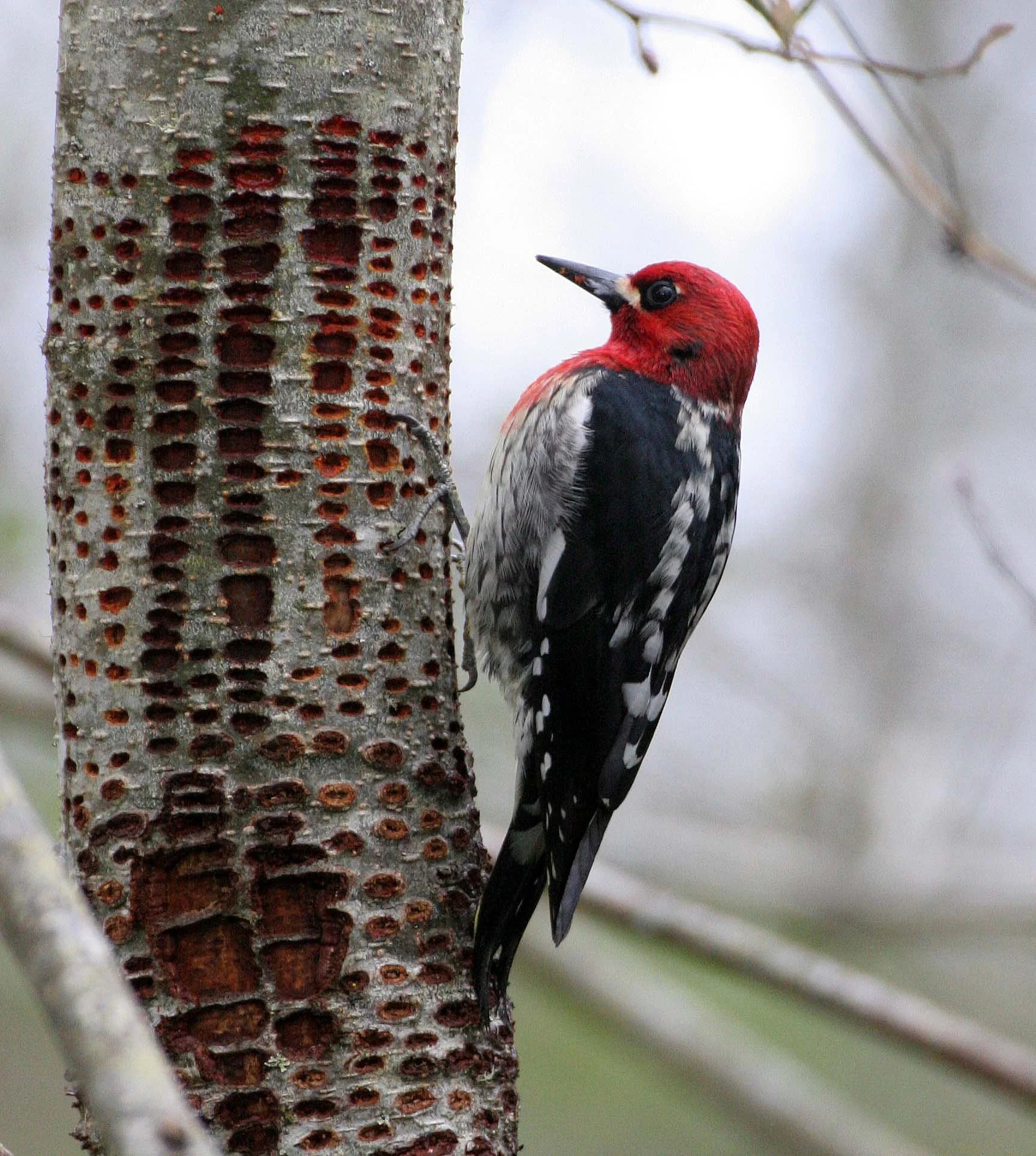 BIRD - WOODPECKER - SAPSUCKER - RED-BREASTED SAPSUCKER - SPHYRAPICUS RUBER - LAKE FARM TRAILS WA (23).JPG