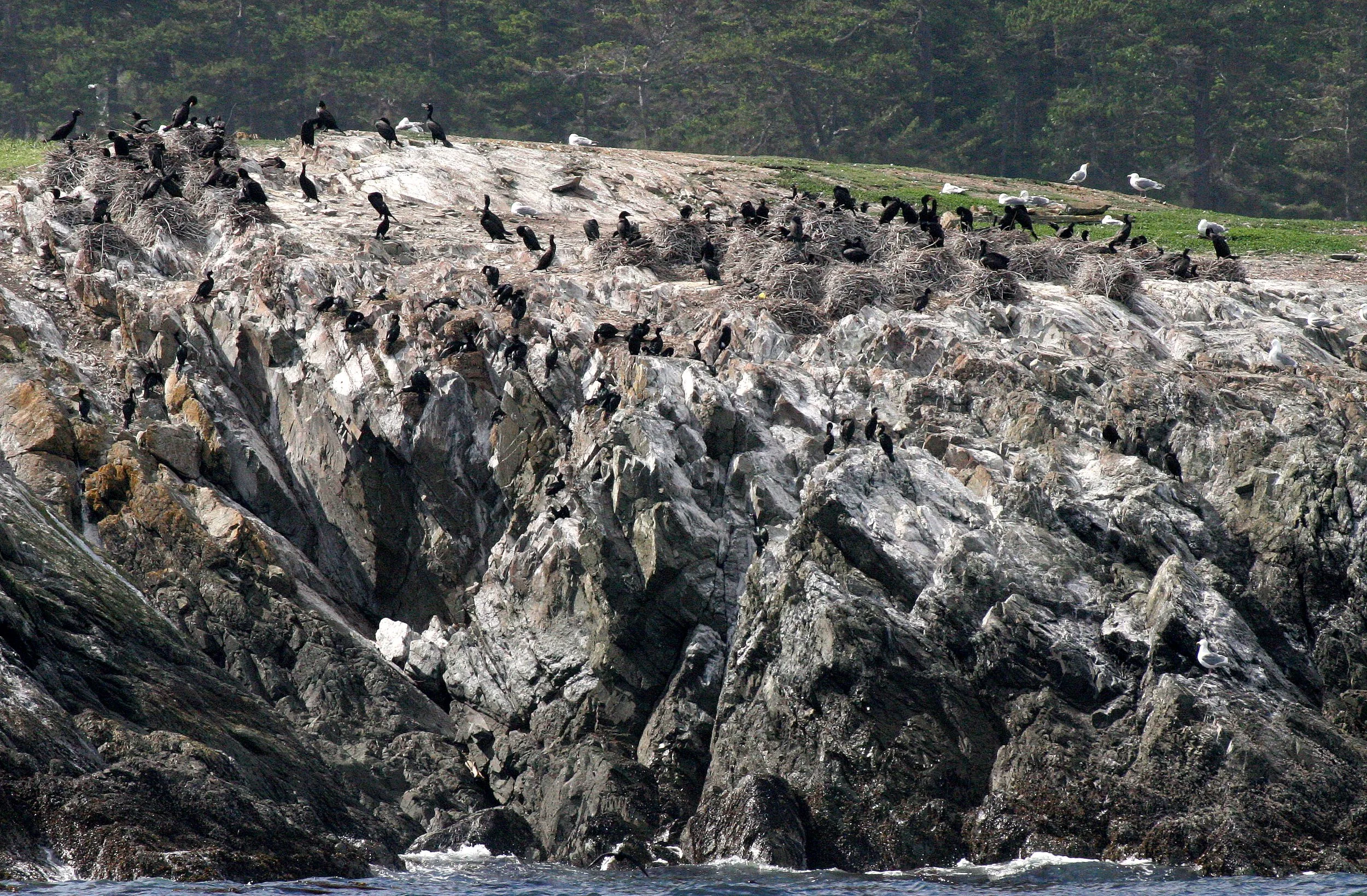 Nannopterum auritum - Double-crested Cormorant with Brown Pelican - San Juan Islands, Puget Sound Washington - Rookery (4).JPG