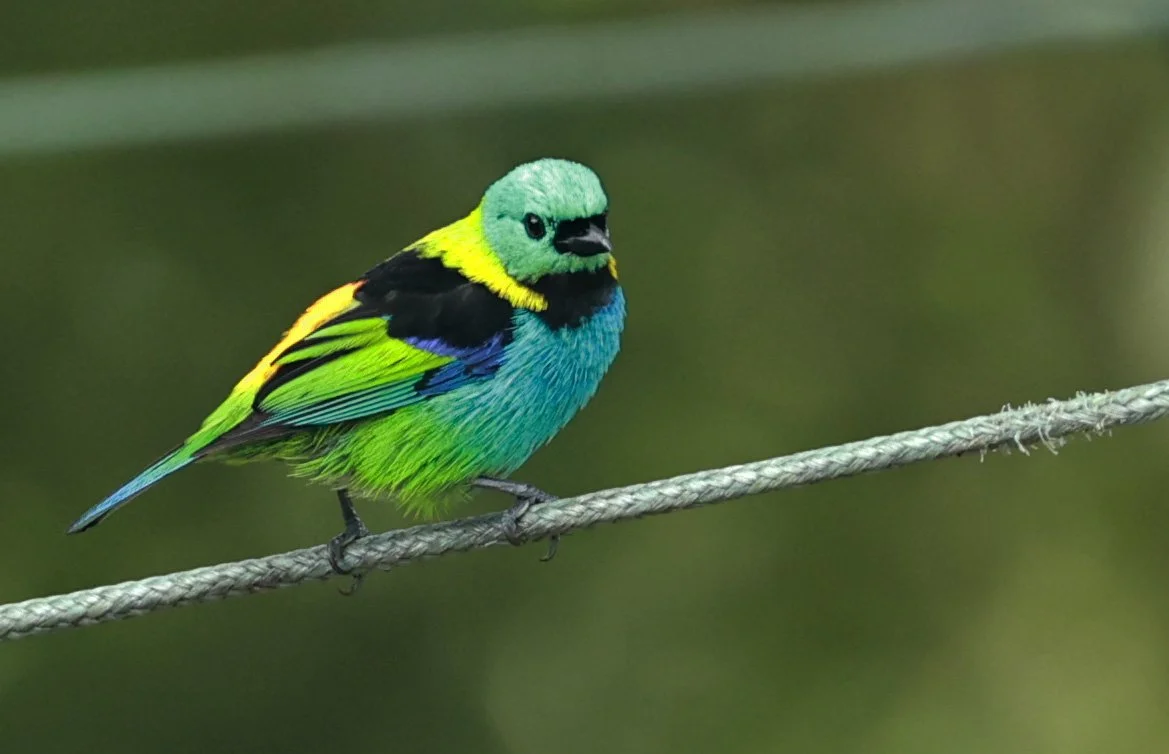 Green-headed Tanager (Tangara seledon)  Superagui National Park, Brazil (188).jpg