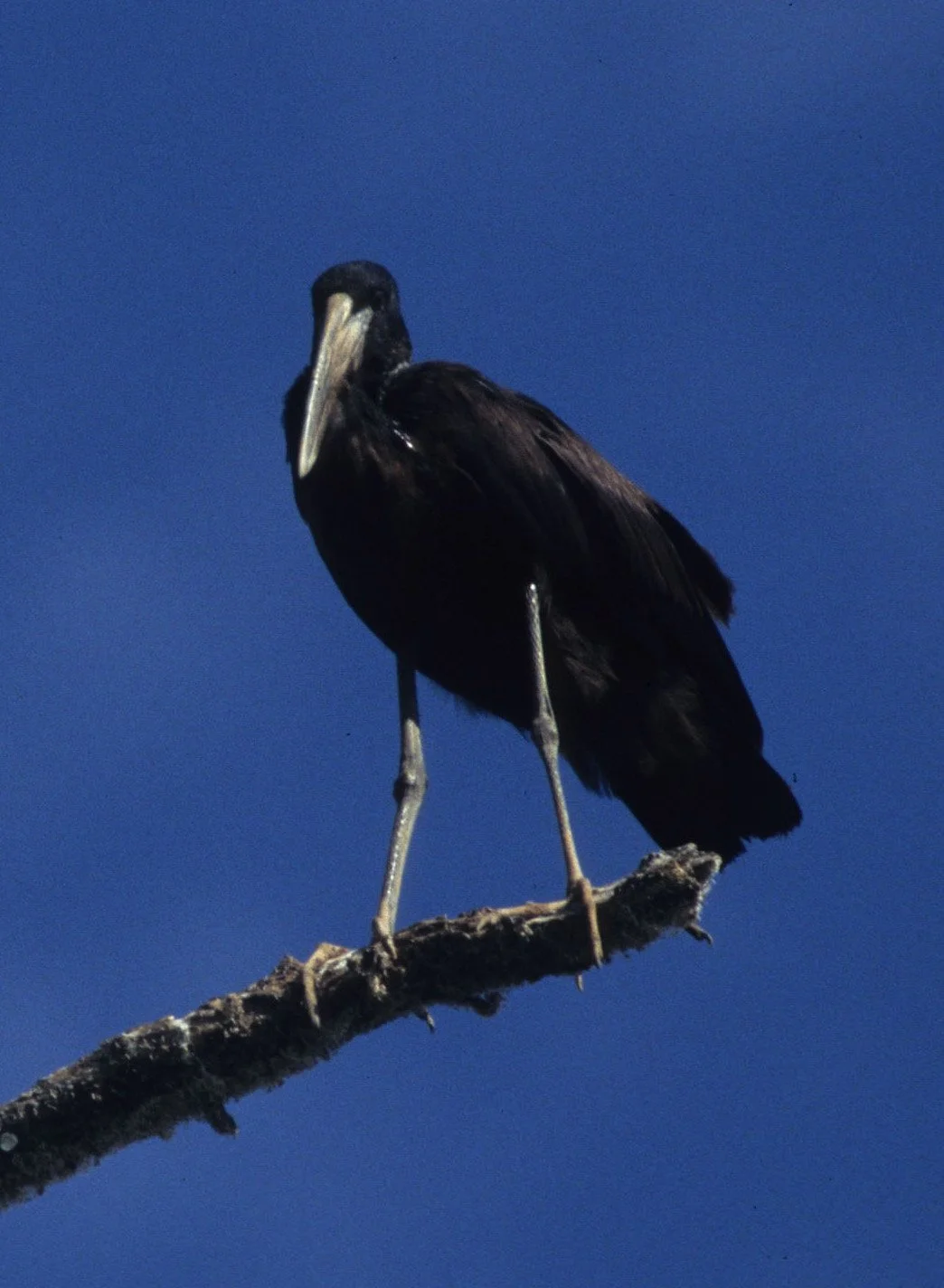 BIRDS - STORK - AFRICAN OPENBILLED - UGANDA B1.jpg