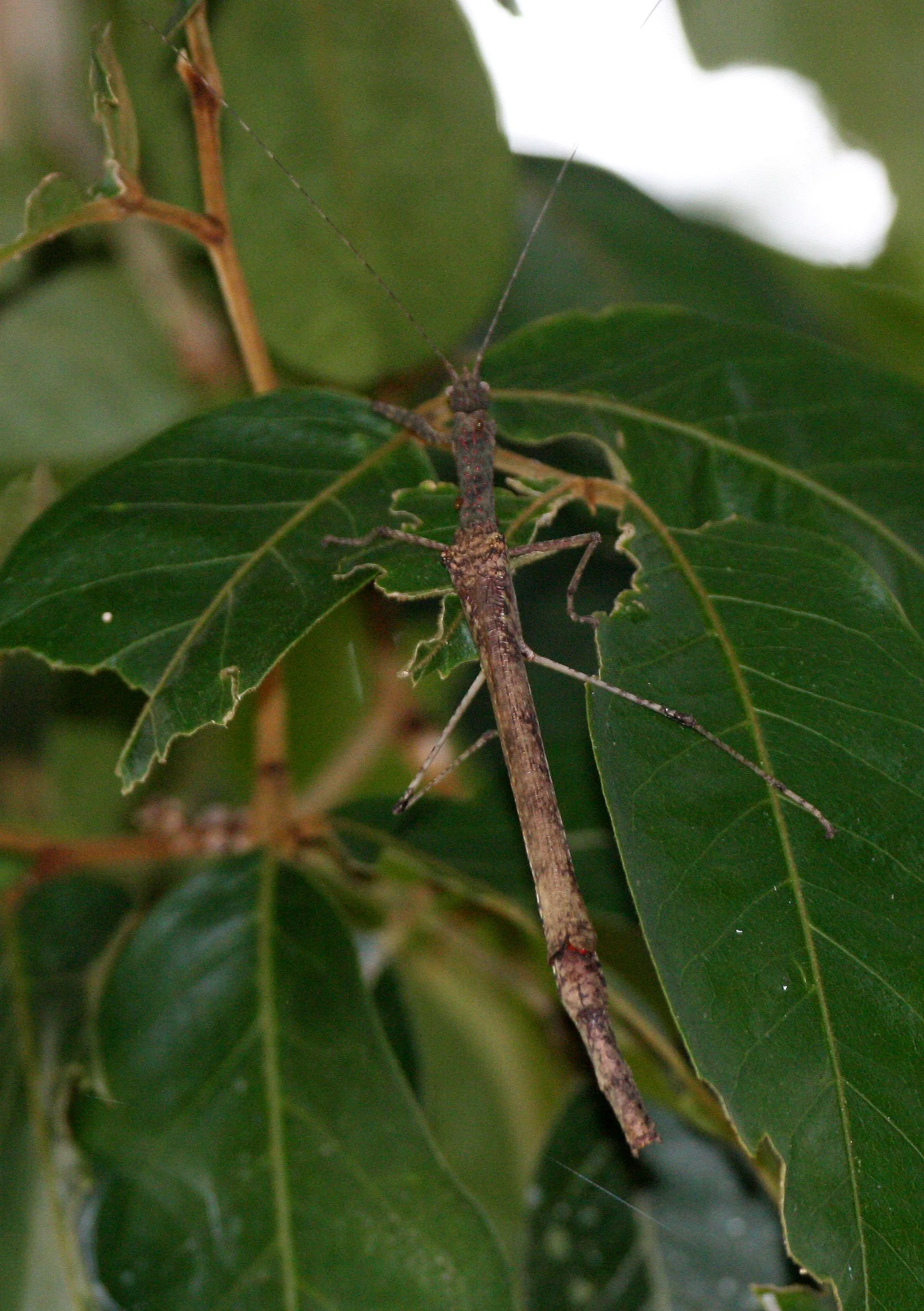 INVERT - ORTHOPTERA - WALKING STICK SPECIES - KAENG KRACHAN NP THAILAND (4).JPG