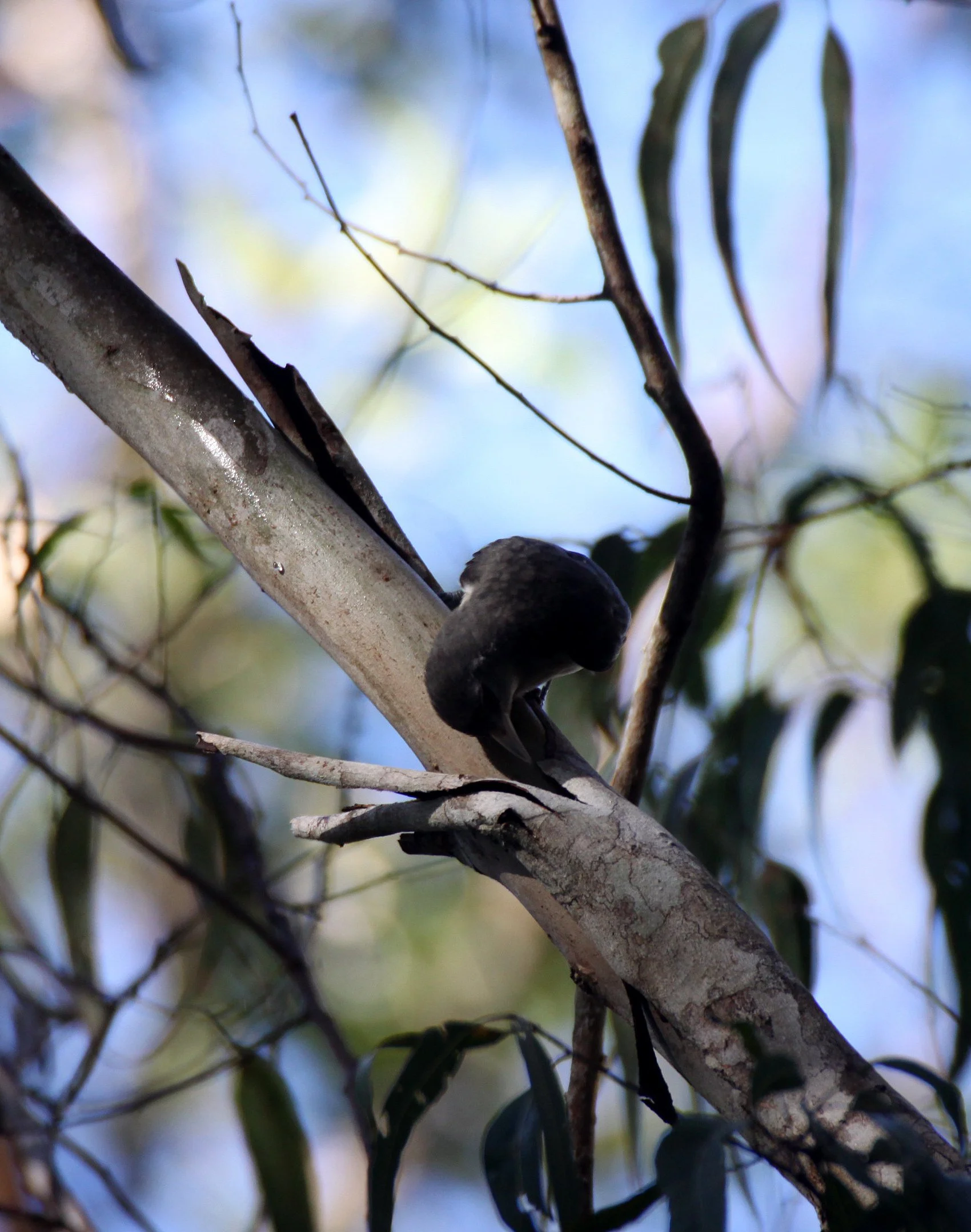 Artamella viridis - White-headed Vanga - Berenty Reserve, Madagascar