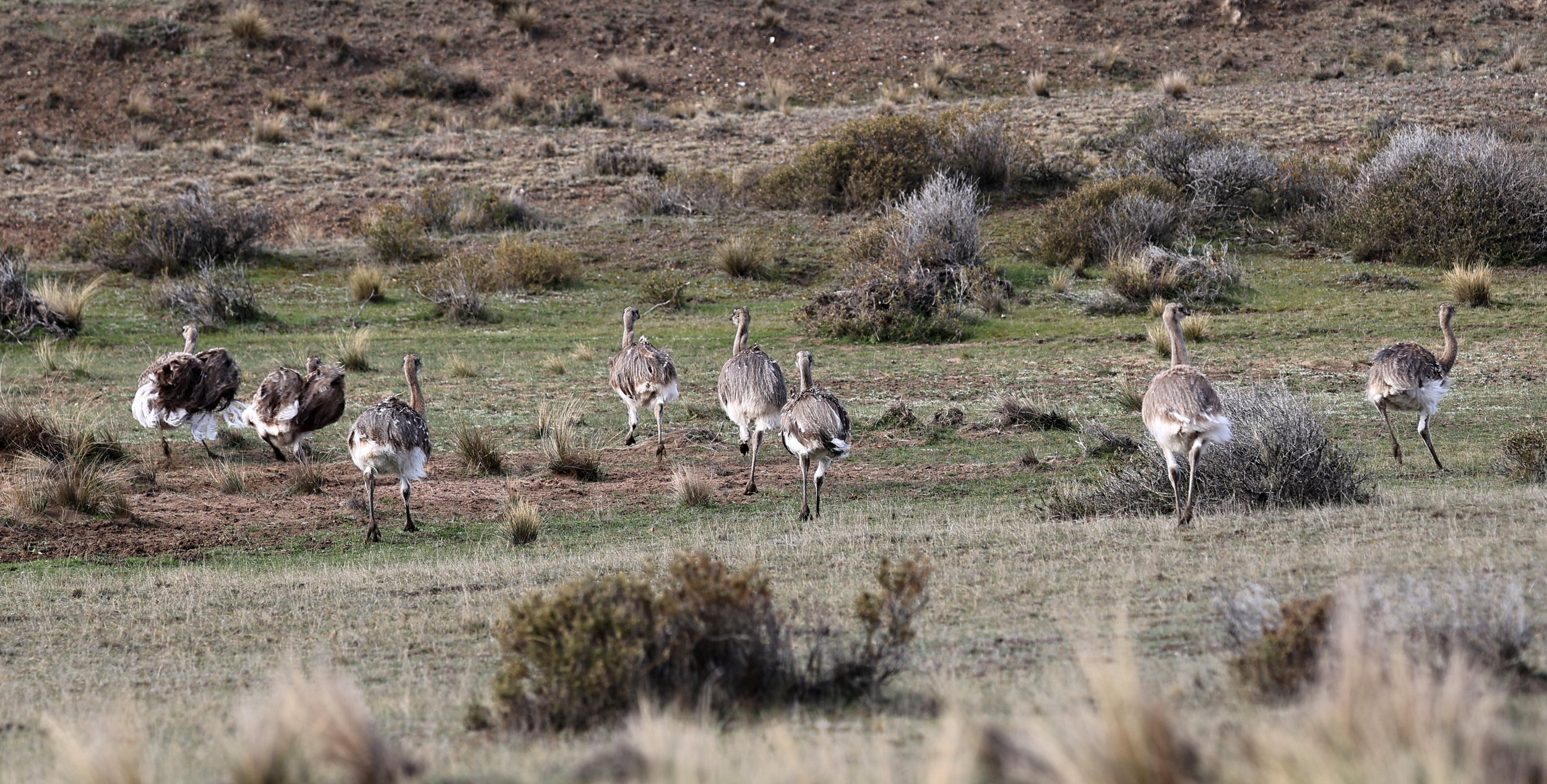 Lesser or Darwin's  Rhea (Rhea pennata) Valdes Peninsula, Chubut Province, Argentina Day 2 (25).jpg