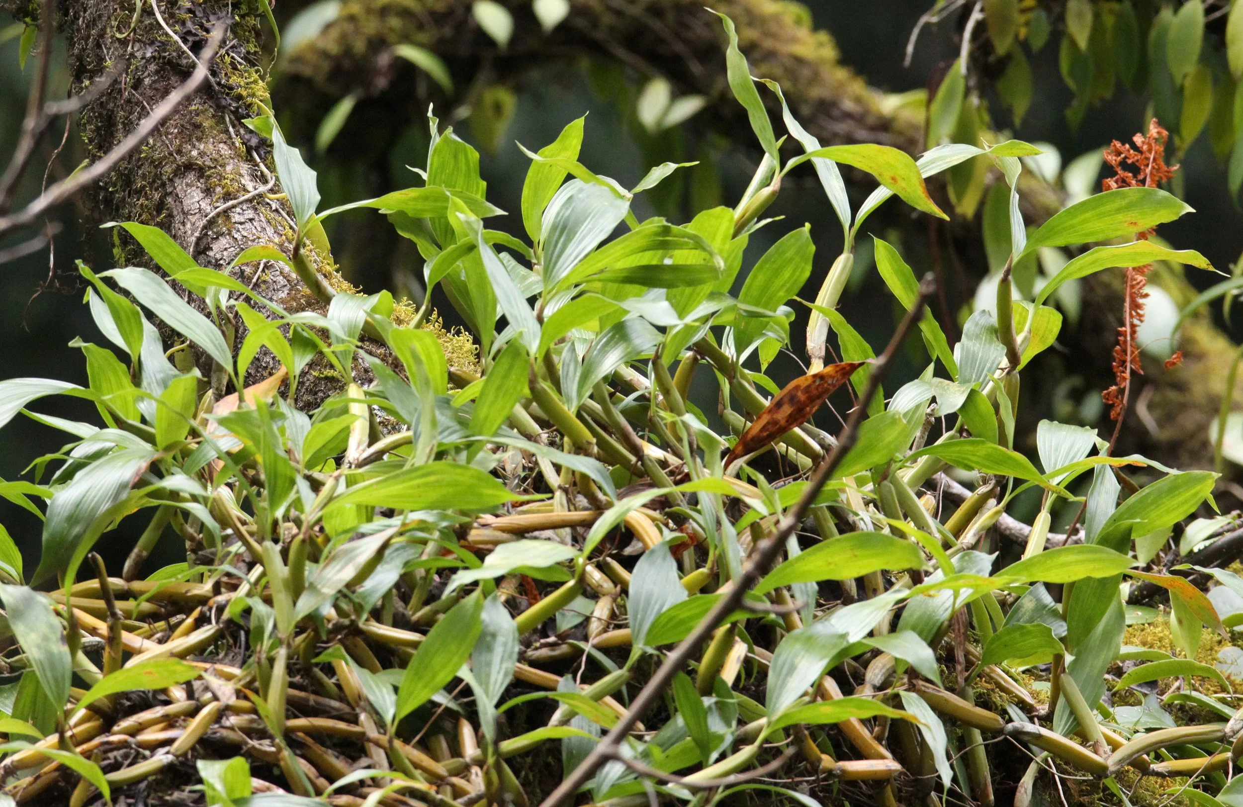 YUNNAN - WULIANGSHAN NATURE RESERVE  - ORCHID SPECIES.JPG