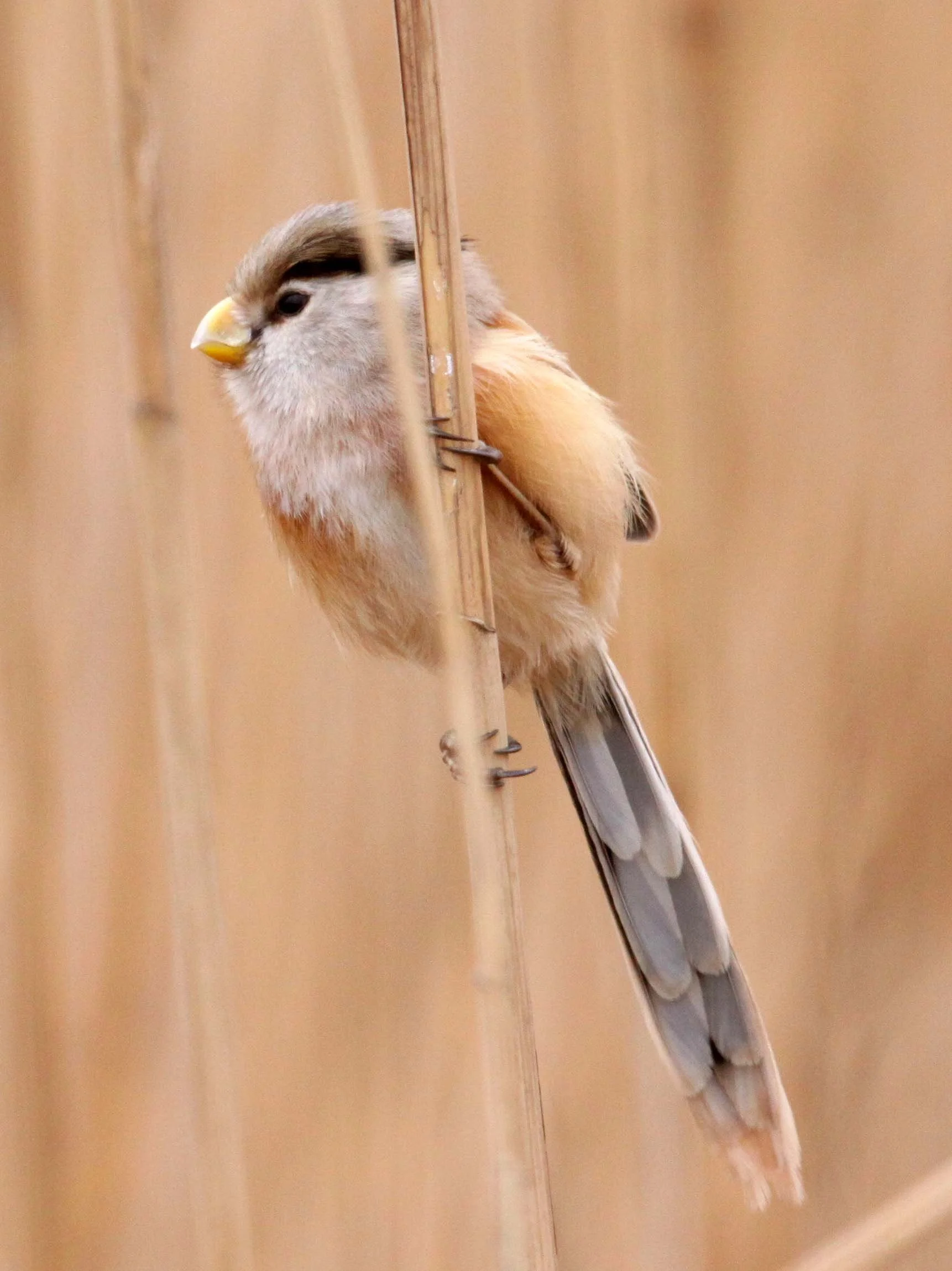 BIRD - PARROTBILL - REED PARROTBILL - YANCHENG CHINA (31).JPG