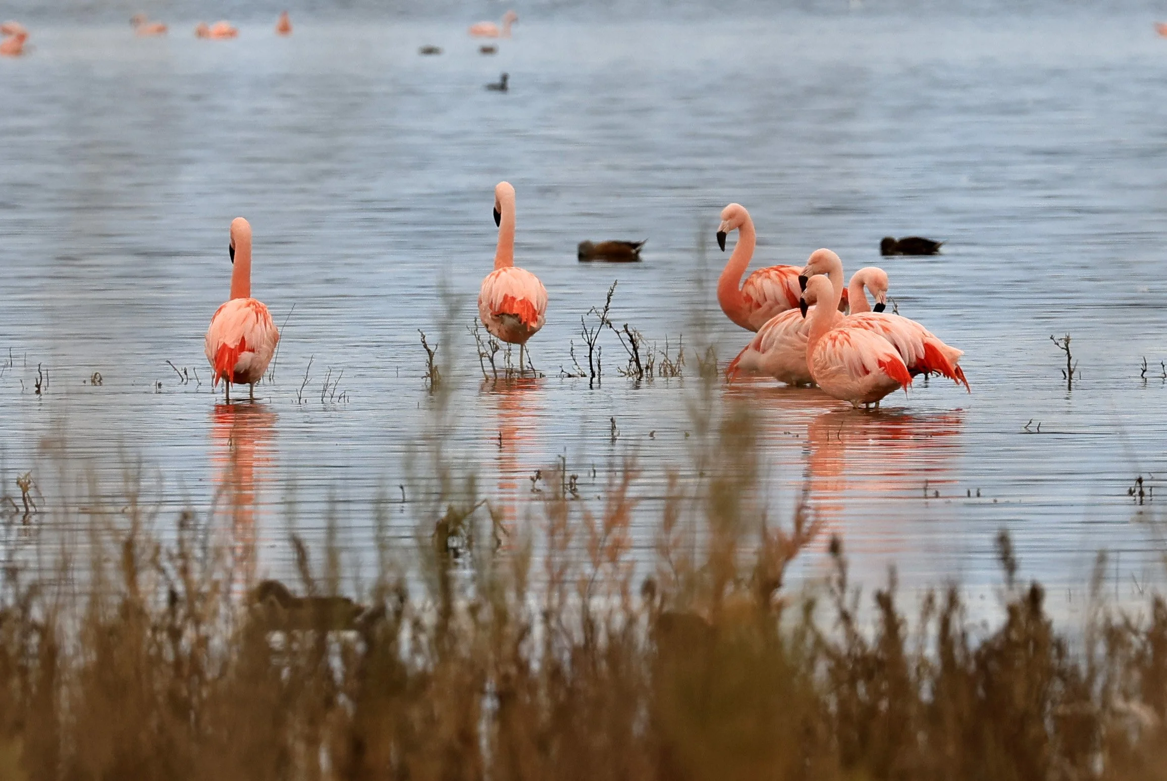 Chilean Flamingo (Phoenicopterus chilensis) Lagunas del Ornitólogo, Trelew Argentina (82).jpg
