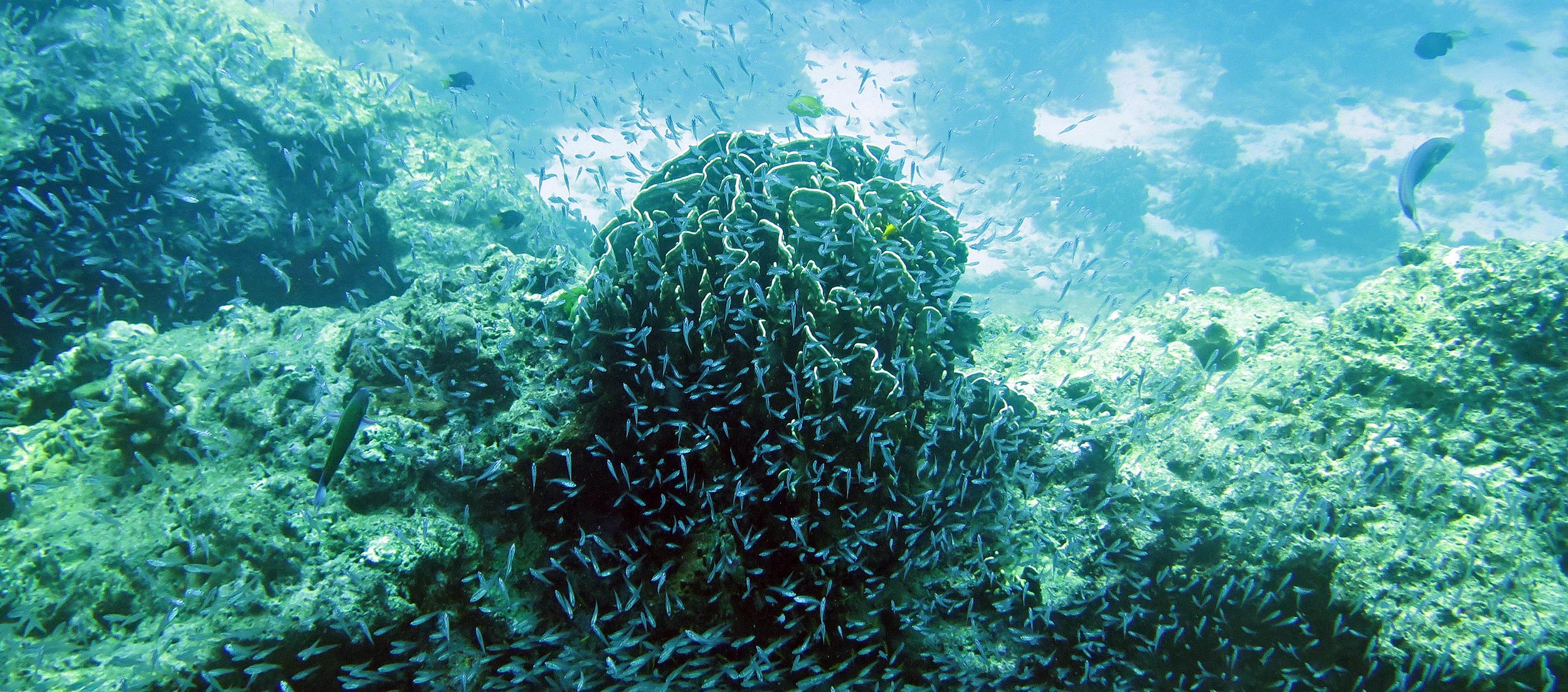 2014 Similan Islands Marine Park Thailand ISB Dive Trip (5).JPG