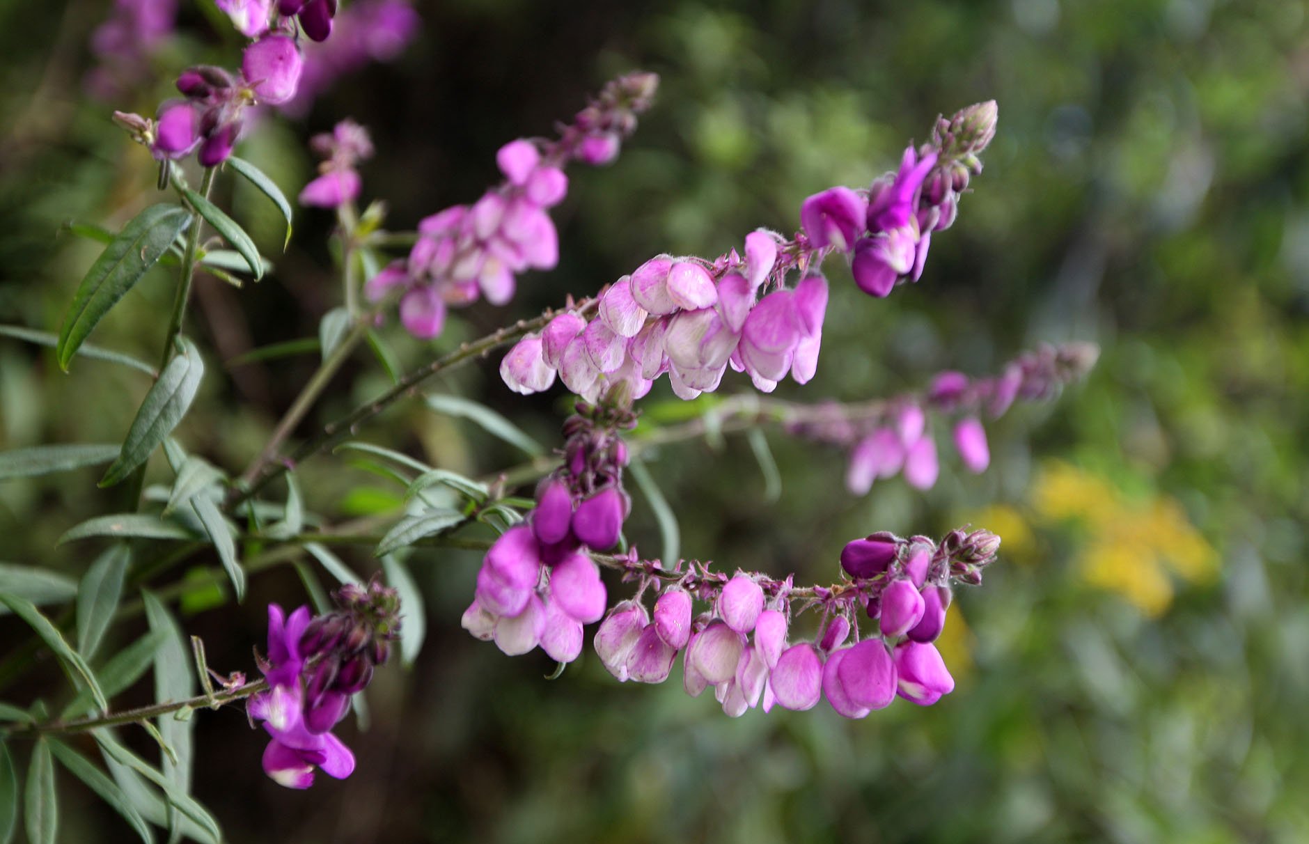 NYUNGWE NATIONAL PARK RWANDA 2 (53).JPG