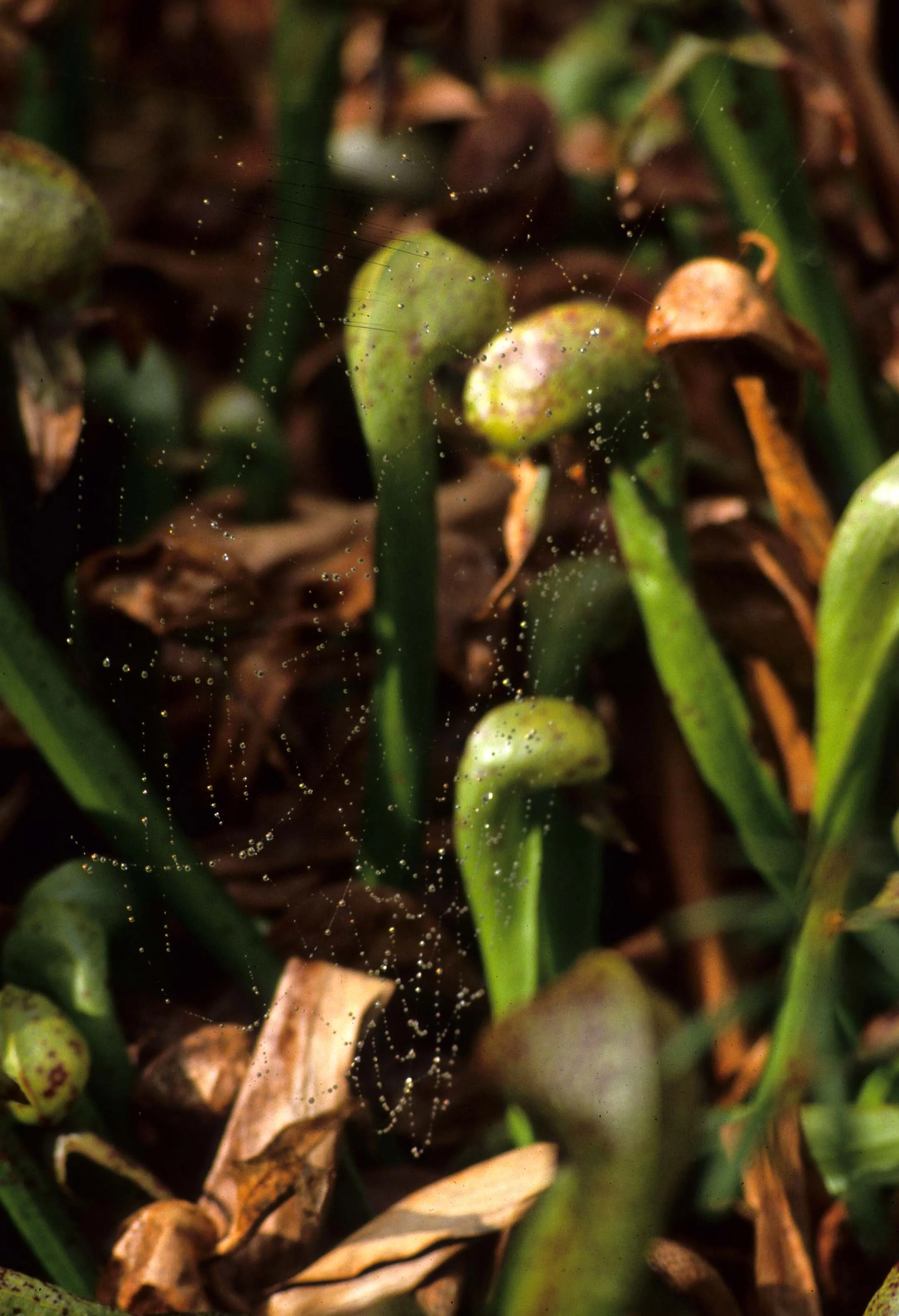 CALIFORNIA - REDWOODS NP - DARLINGTONIA SPECIES - DARLINGTONIA WAYSIDE.jpg