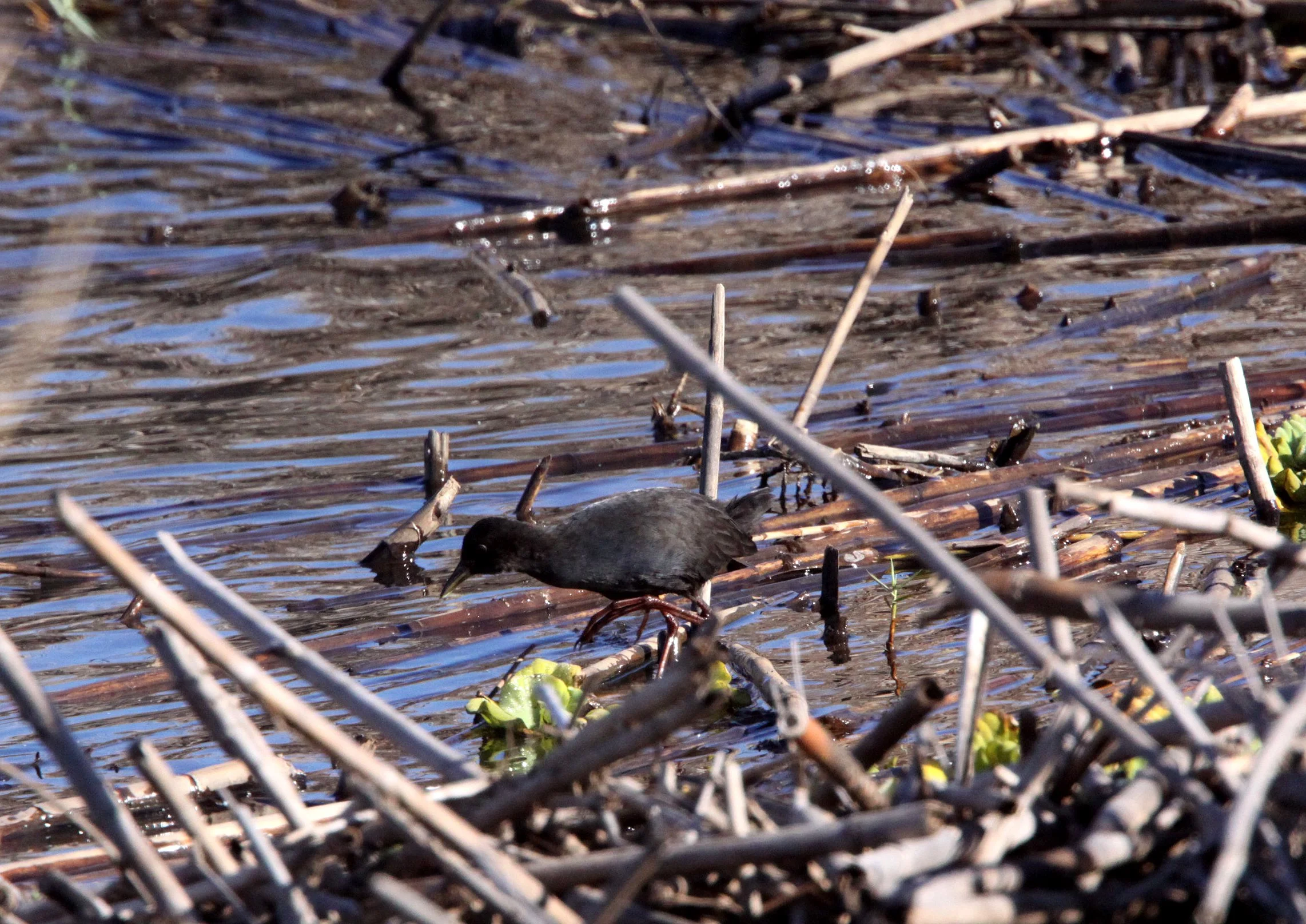 Black Crake (Zapornia flavirostra) Kruger National Park (12).JPG