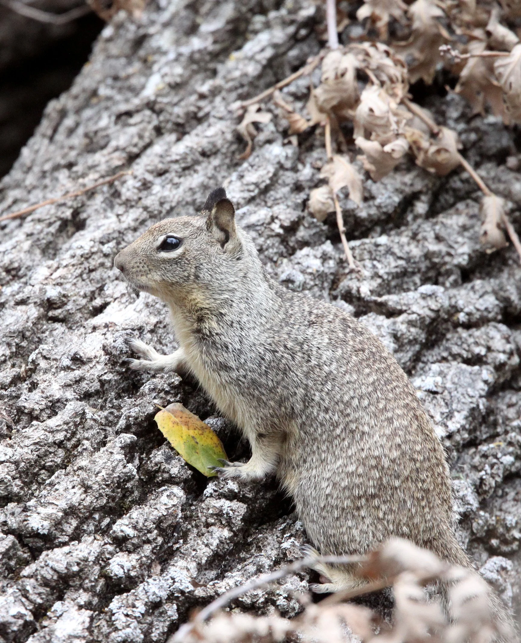 Otospermophilus beecheyi beecheyi - CALIFORNIA GROUND SQUIRREL - PINNACLES NATIONAL MONUMENT CALIFORNIA (5).JPG