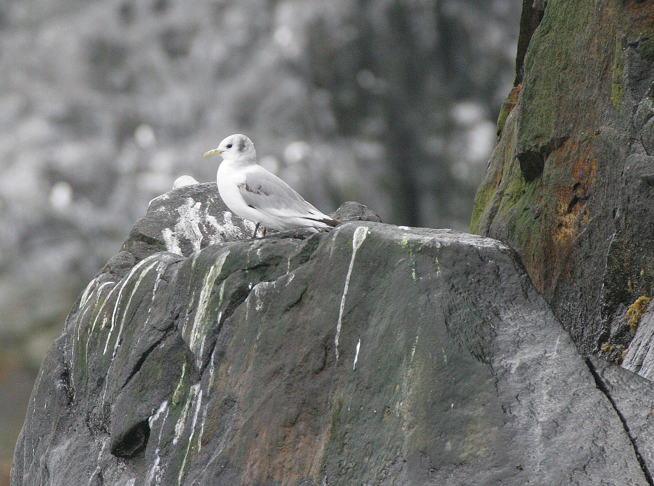 BIRD - KITTIWAKE - BLACK-LEGGED KITTIWAKE - OFF KAMCHATKA COAST (5).jpg