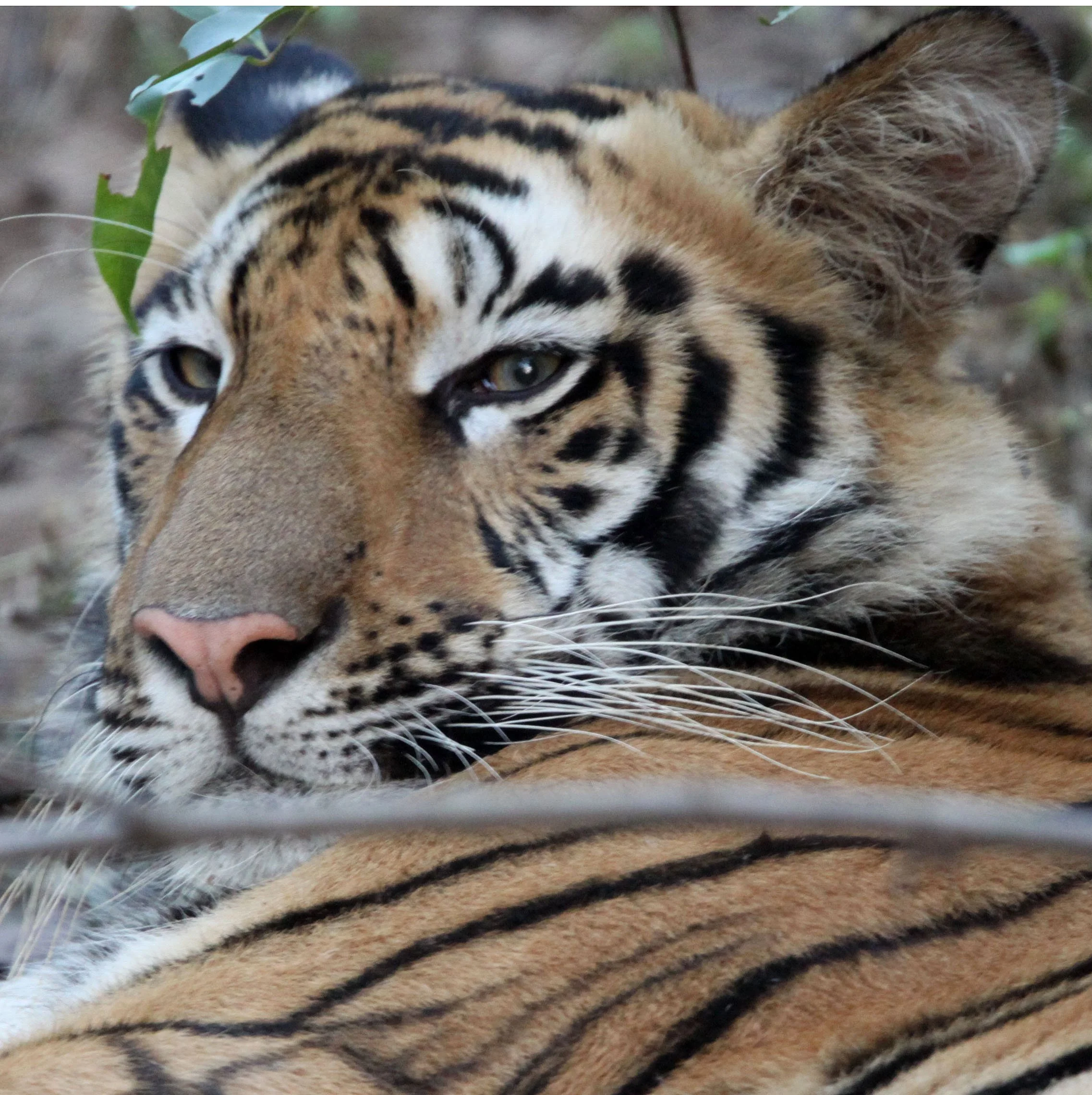 Panthera tigris tigris - BENGAL TIGER - BANDHAVGAR NATIONAL PARK MADHYA PRADESH INDIA (122).JPG