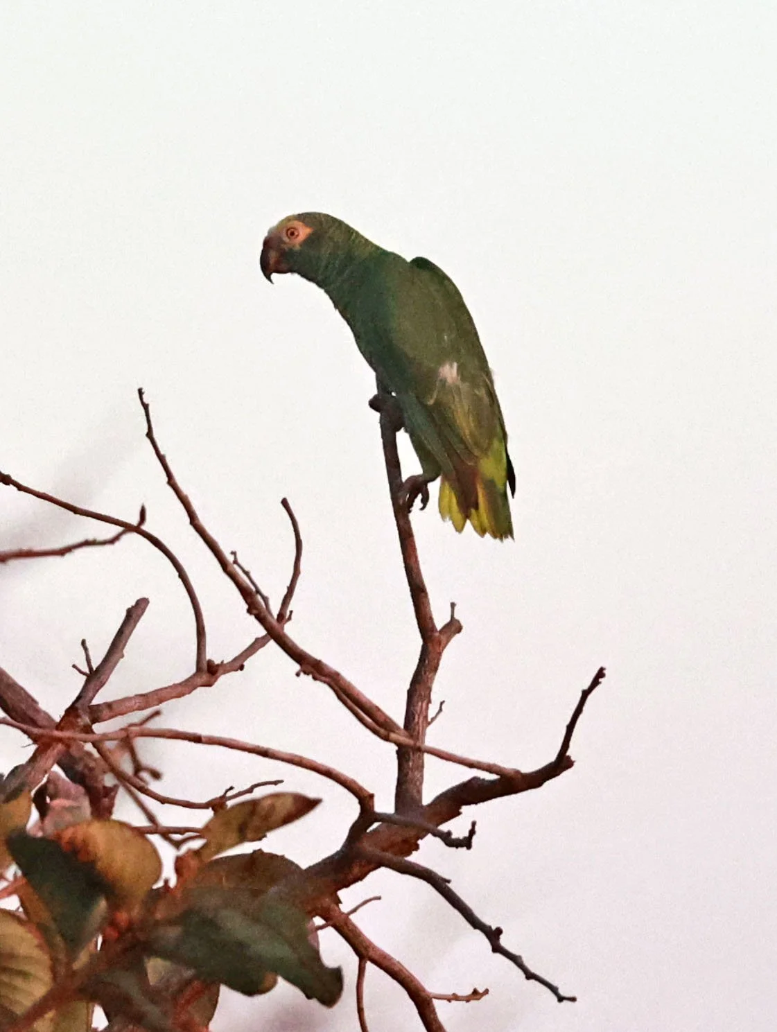 Parrot - Yellow-faced Parrot - Alipiopsitta xanthops - Emas National Park, Goias State, Brazil (3).jpg