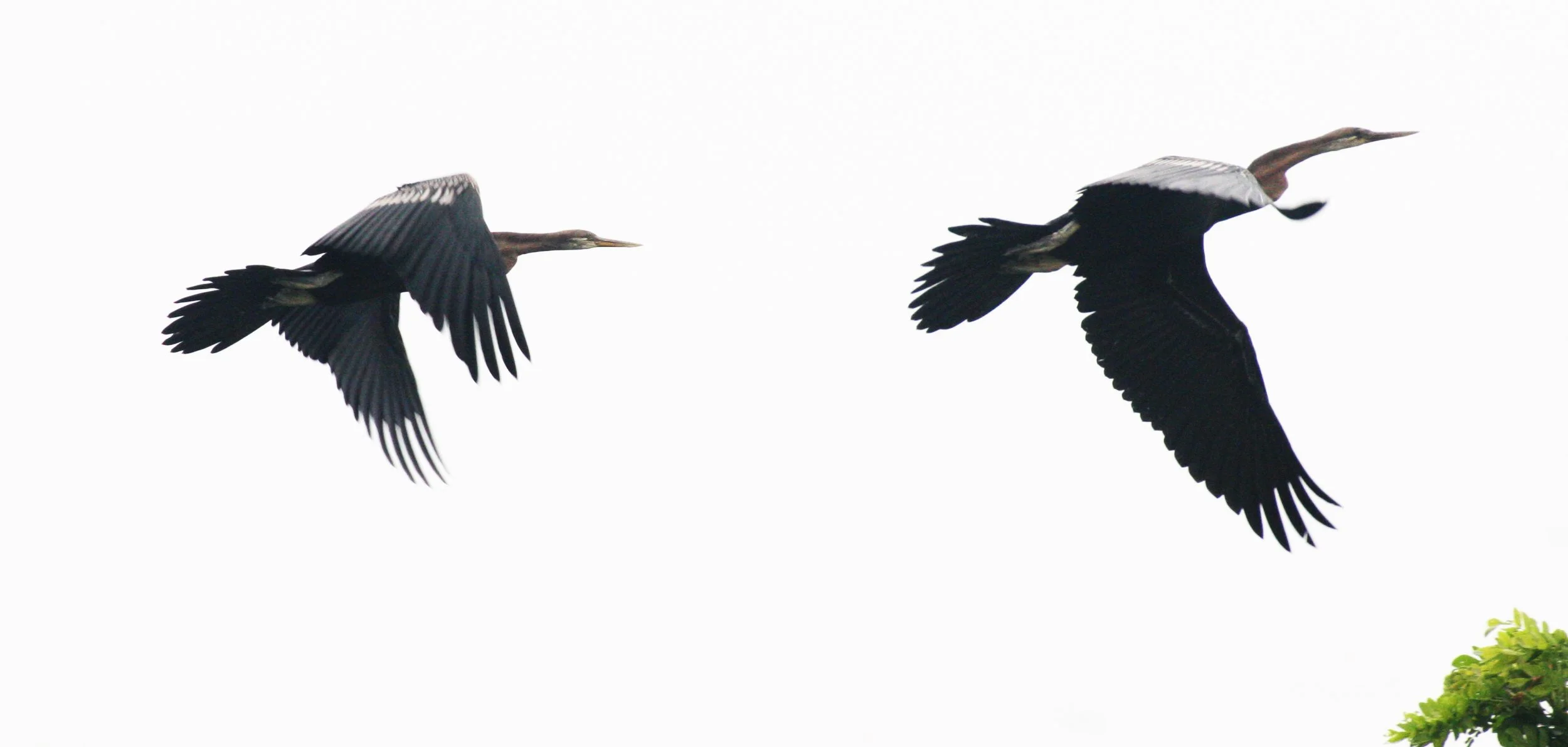 DARTER - Anhinga melanogaster - BUENG BORAPHET THAILAND (10).JPG