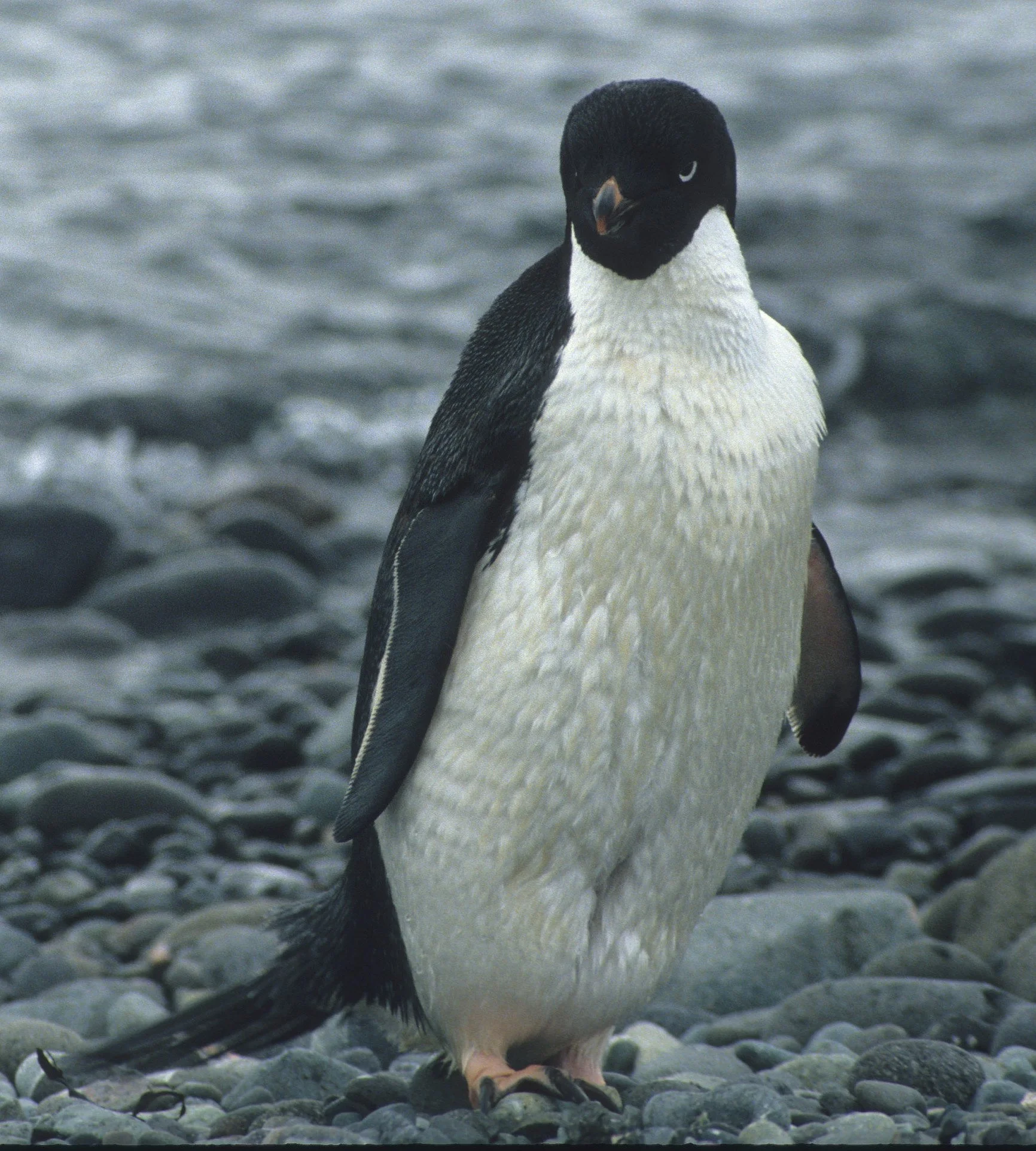 Adélie Penguin (Pygoscelis adeliae) Arctowski Poland Research Station Rookery Antarctic Peninsula (4).jpg