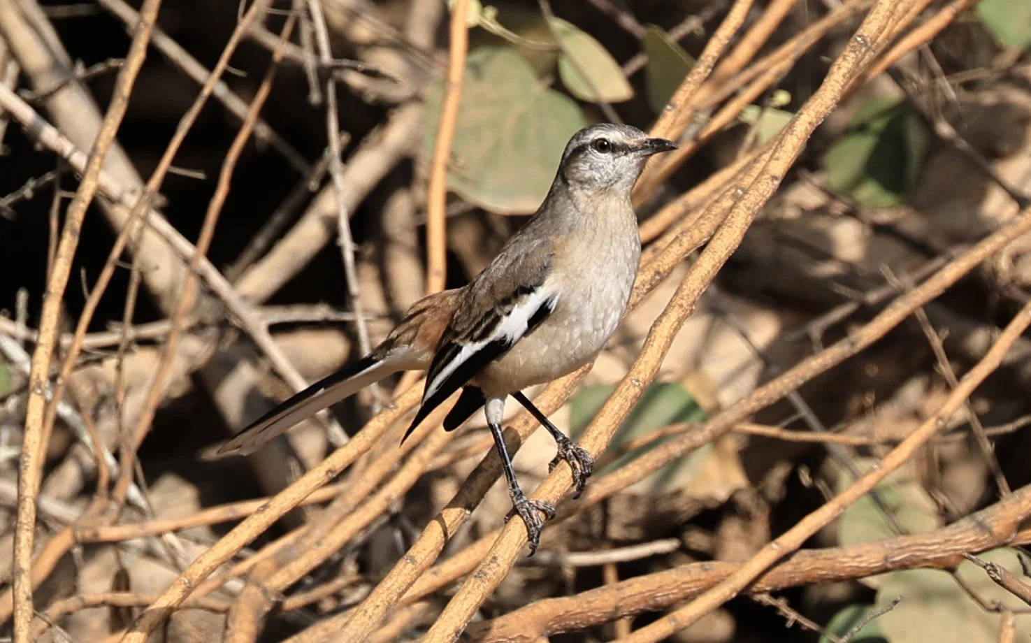 White-banded Mockingbird (Mimus triurus) Hotel Campestre Iparoma Paraguay (4).jpg