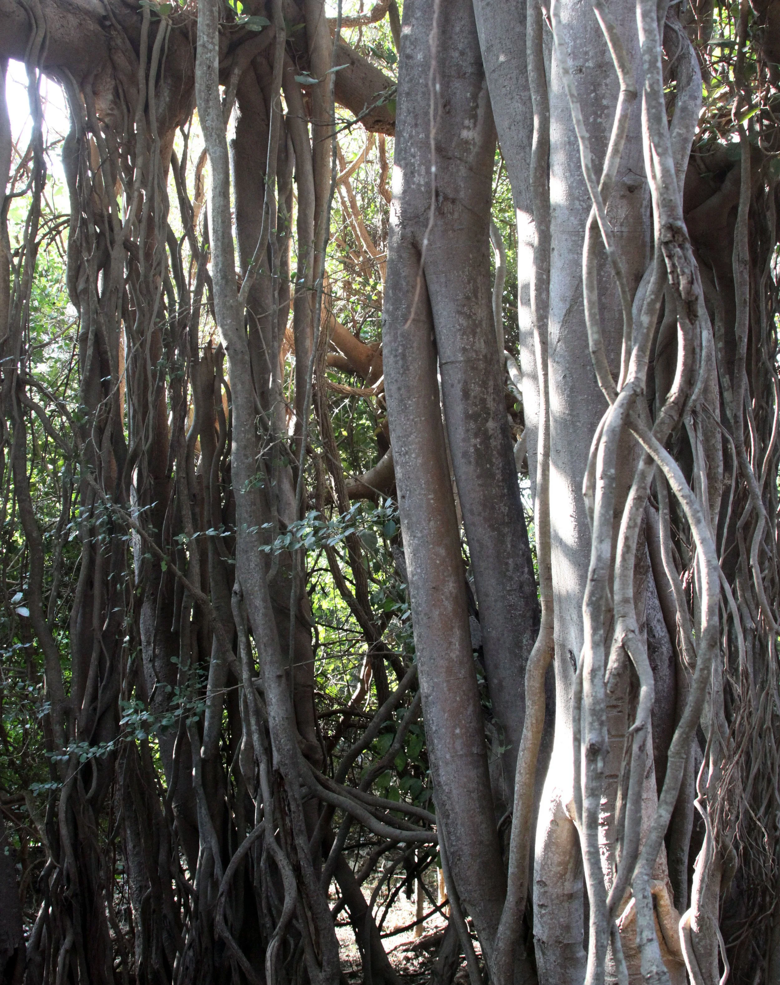 GUJARAT - GIR FOREST GUJARAT INDIA - FICUS SPECIES.JPG