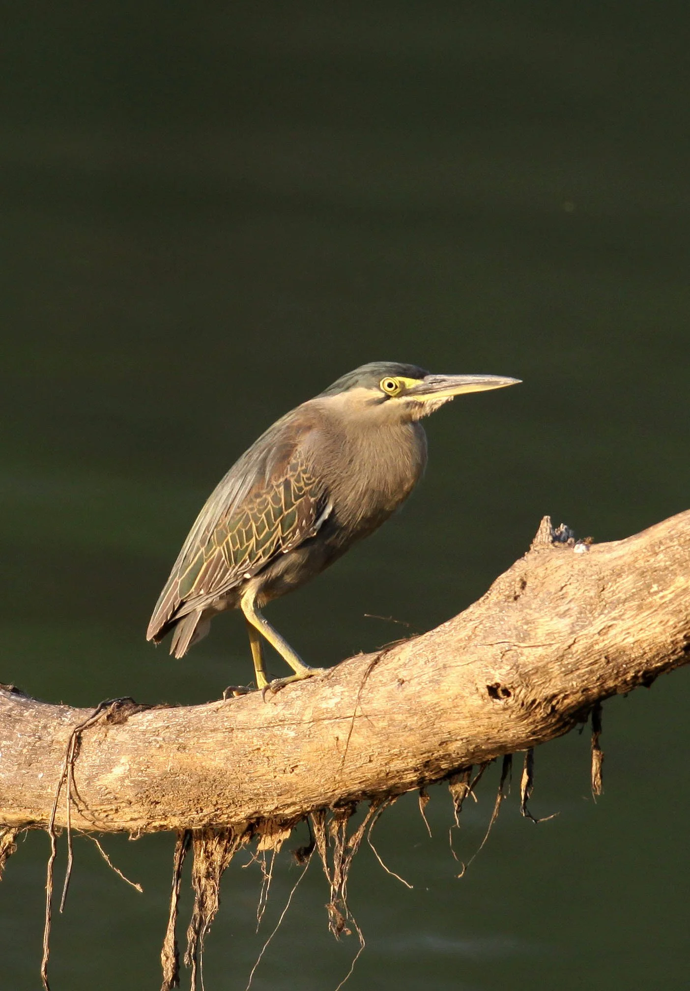 HERON - LITTLE HERON - Butorides striata - KAZIRANGA NATIONAL PARK ASSAM INDIA (8).JPG