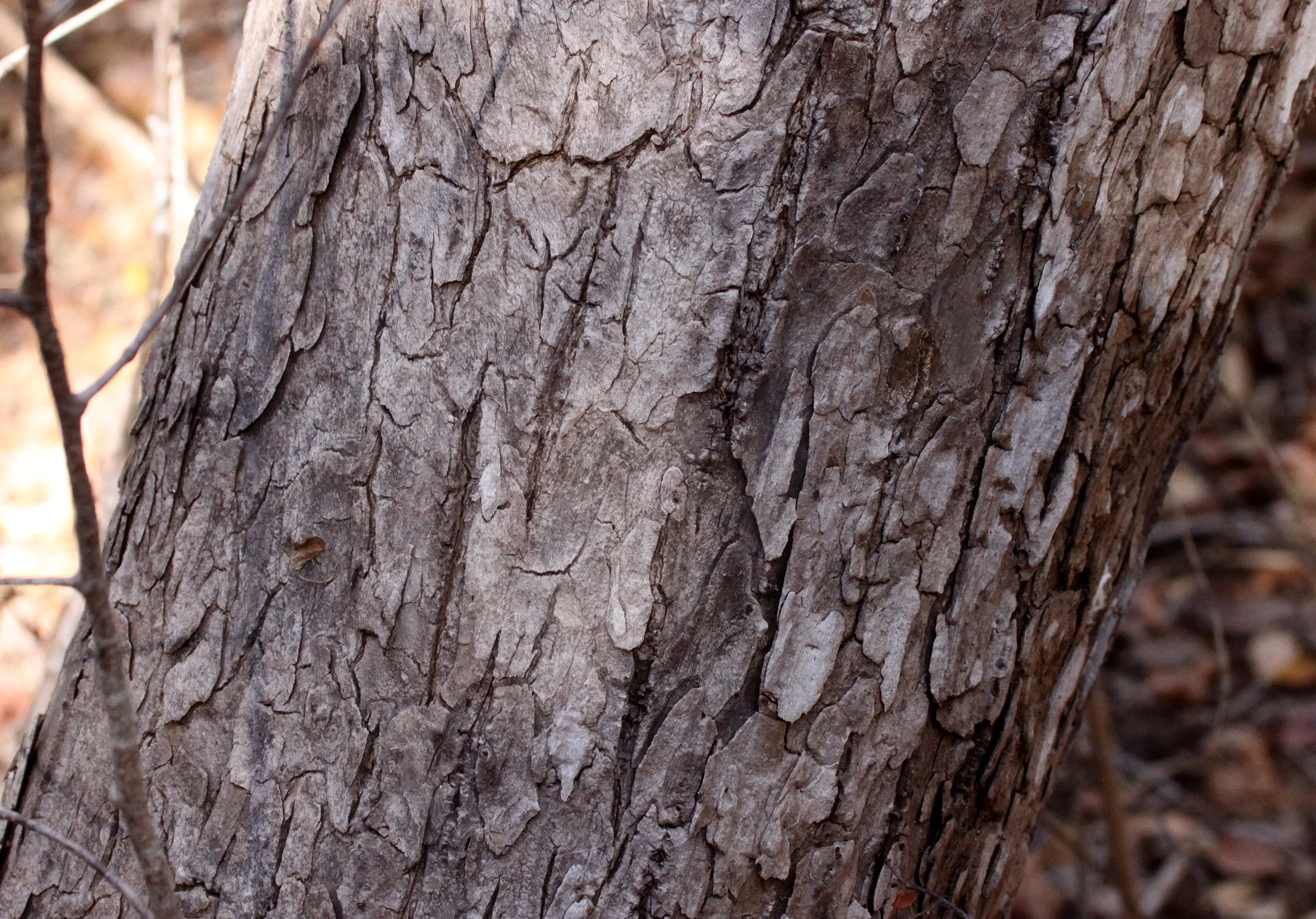 PLANT - SPECIES - KIRINDY NATIONAL PARK - MADAGASCAR.JPG