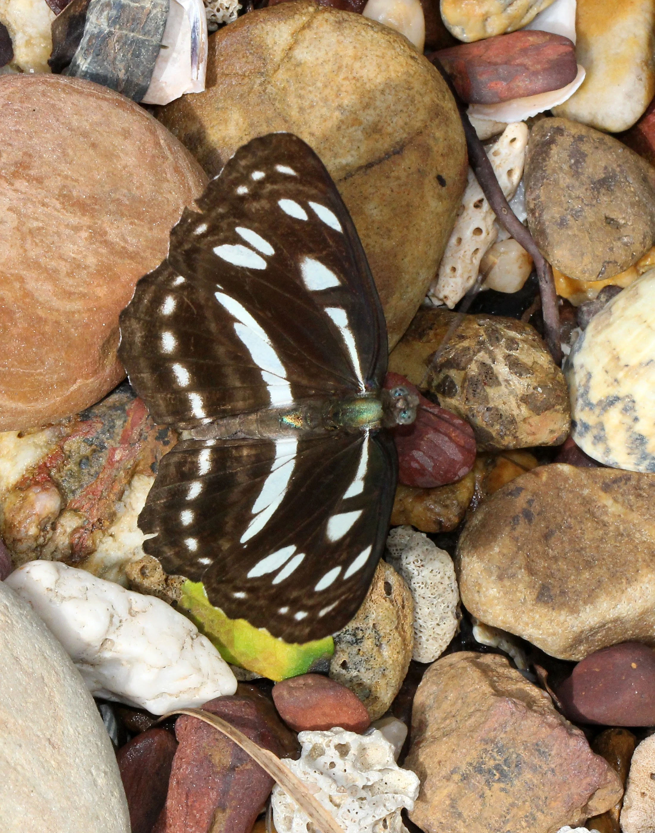 Nymphalidae - Neptis hylas - Koh Lanta Thailand 