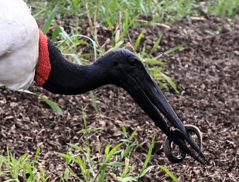 Jabiru (Jabiru mycteria) 