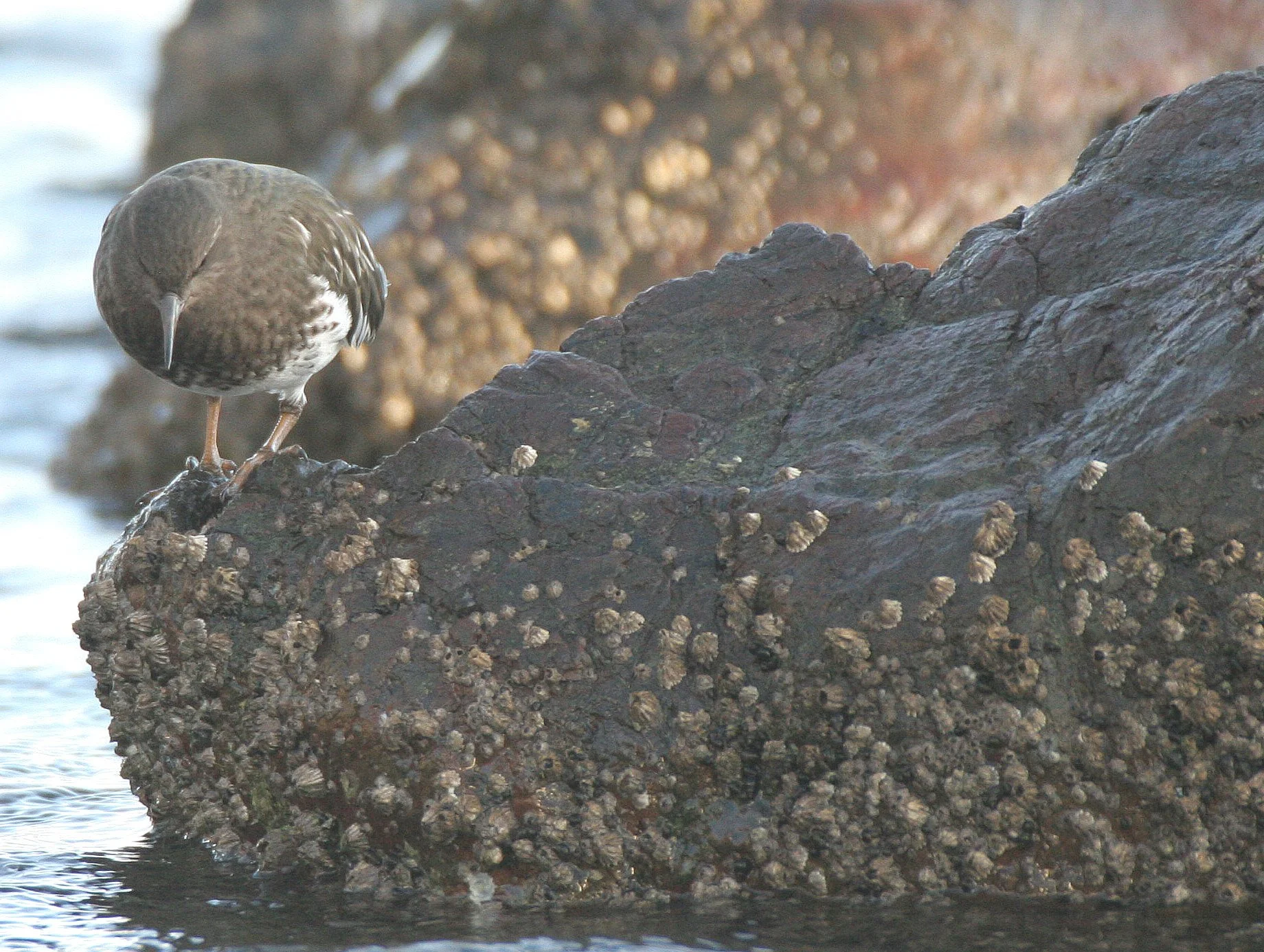 BIRD - TURNSTONE - BLACK TURNSTONE - PA HARBOR (27).jpg