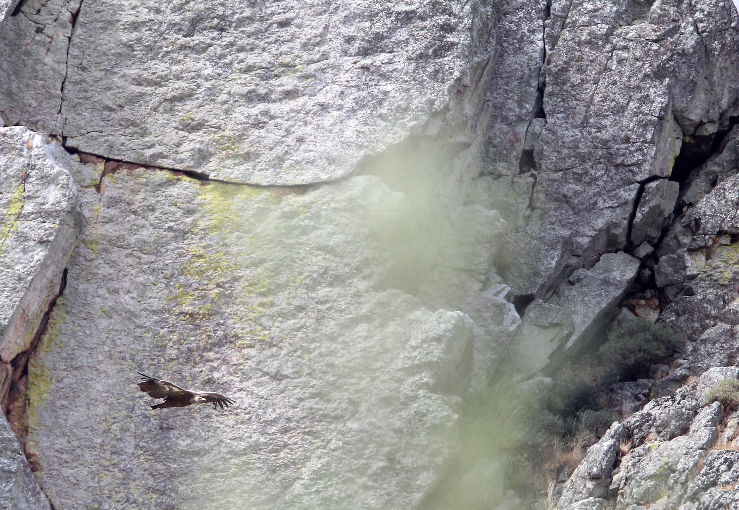 Gyps fulvus - GRIFFON (EUROPEAN GRIFFON) VULTURE - MONFRAGUE NATIONAL PARK SPAIN (10).JPG