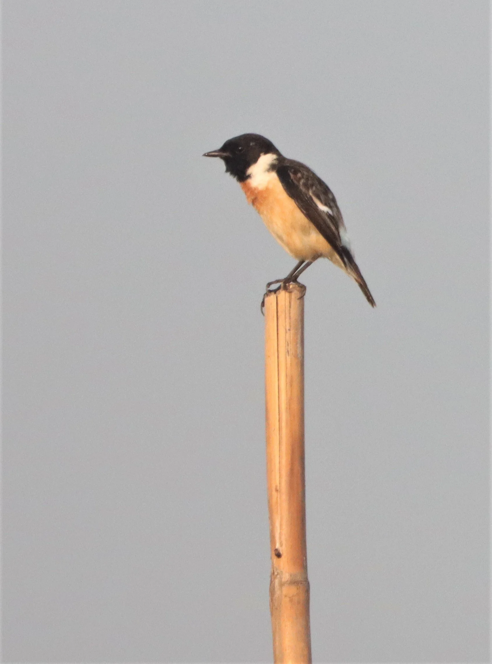 STONECHAT - SIBERIAN STONECHAT - Saxicola maurus - BUENG BORAPHET.jpg