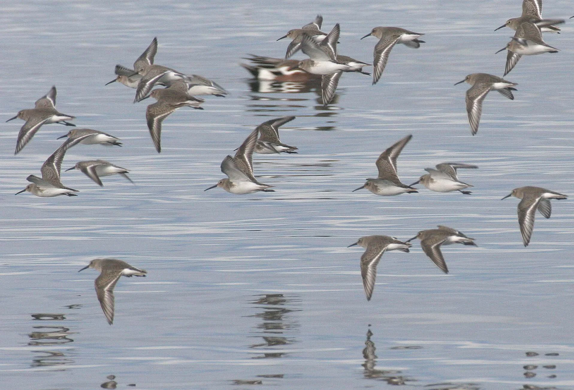 BIRD - DUNLINS - THREE CRABS (25).jpg