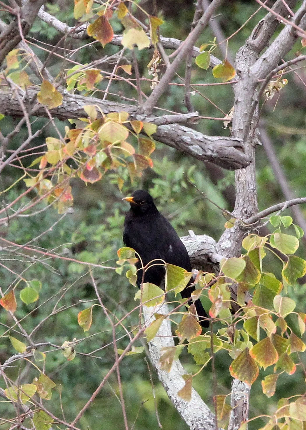 Eurasian Blackbird (Turdus merula) Poyang Lake Jiangxi China (4).JPG