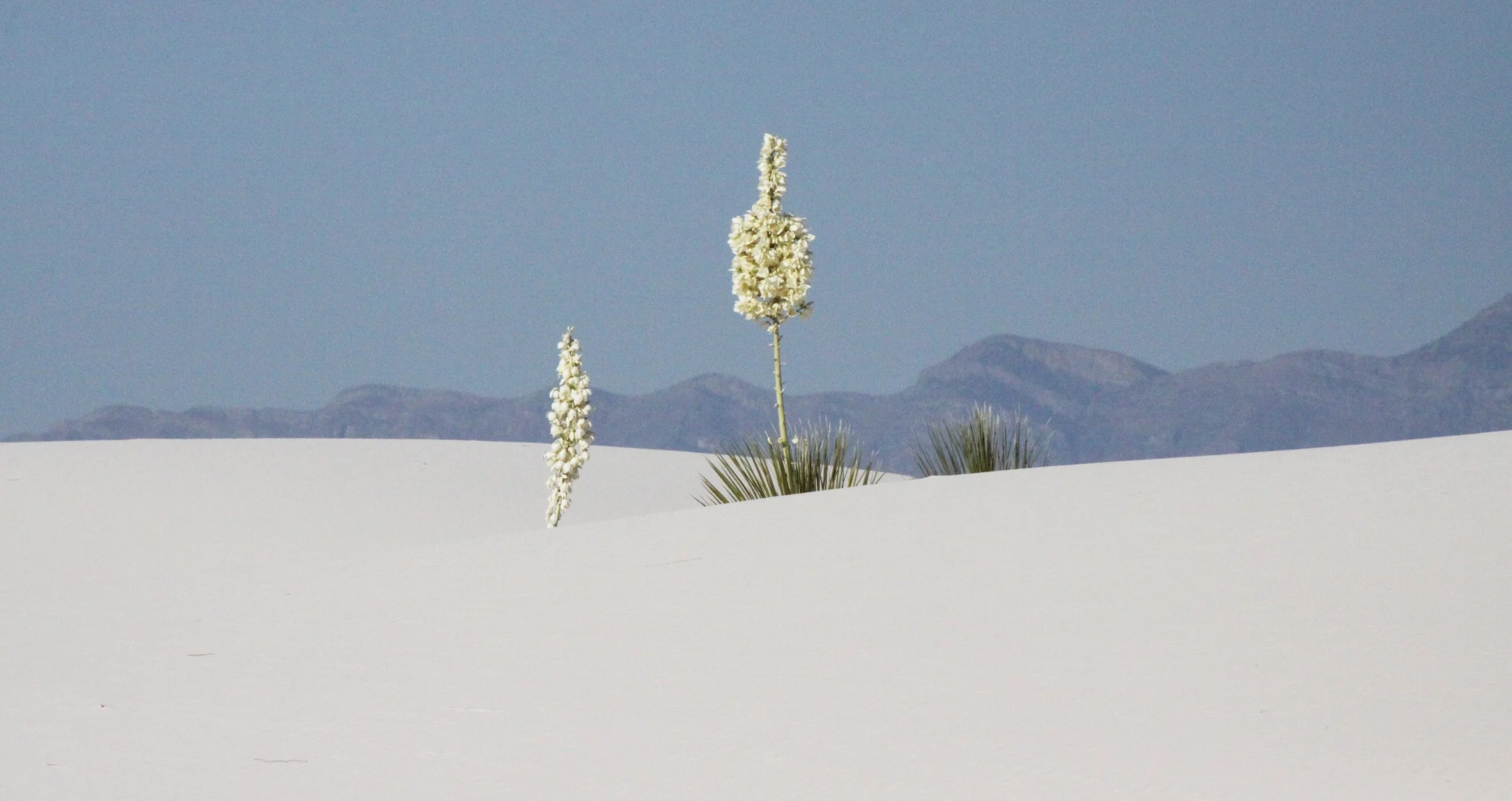 WHITE SANDS NATIONAL MONUMENT - SOAPTREE YUCCA (2).JPG