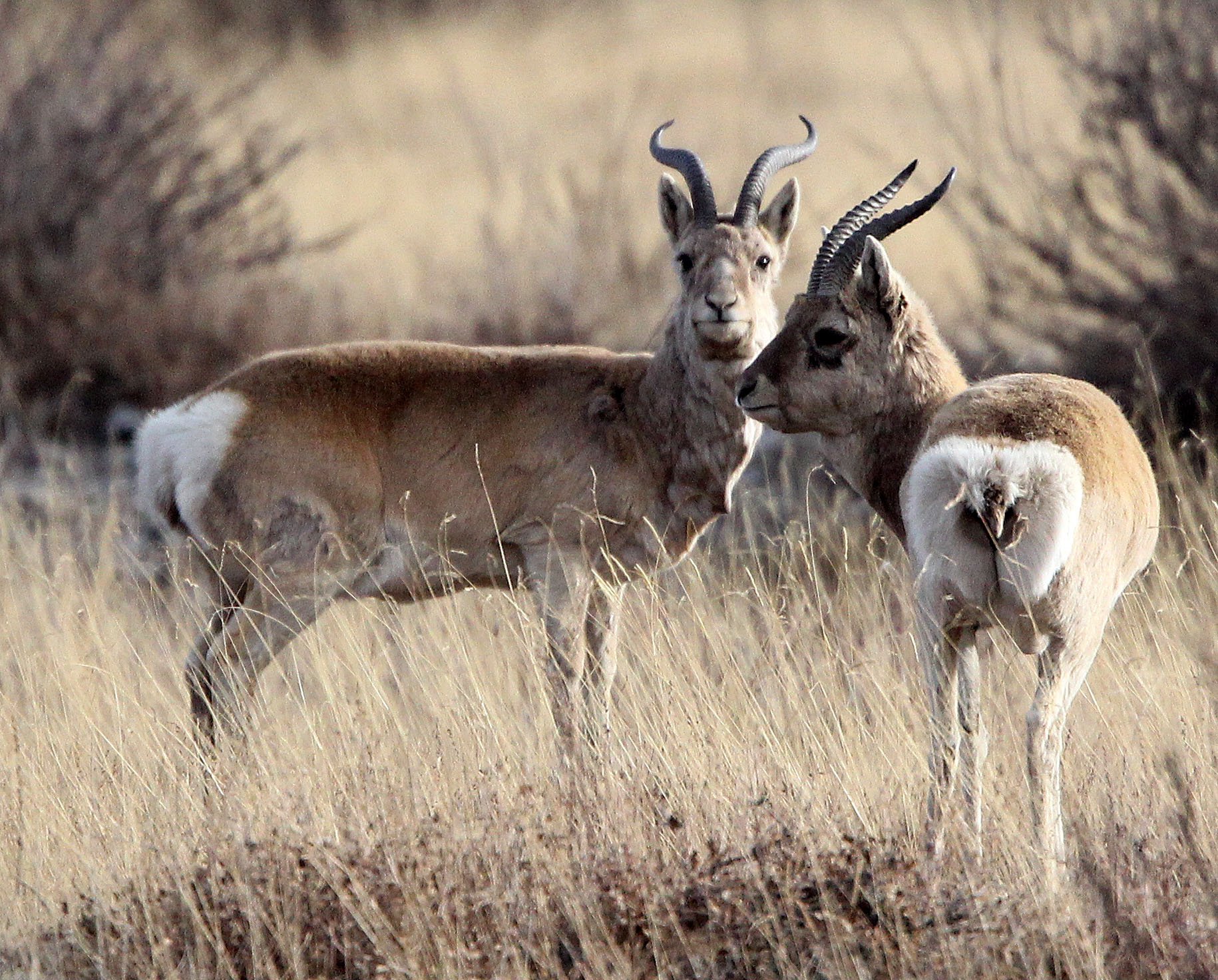 GAZELLE - PRZEWALSKI'S GAZELLE - Procapra przewalskii - QINGHAI LAKE CHINA (58).JPG