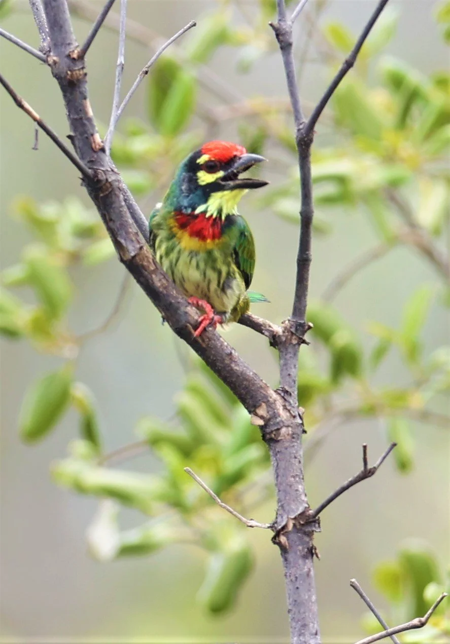 BARBET - COPPERSMITH BARBET - Megalaima haemacephala - BANG PU FOREST RESERVE SEPT 12 2021 (19).jpg
