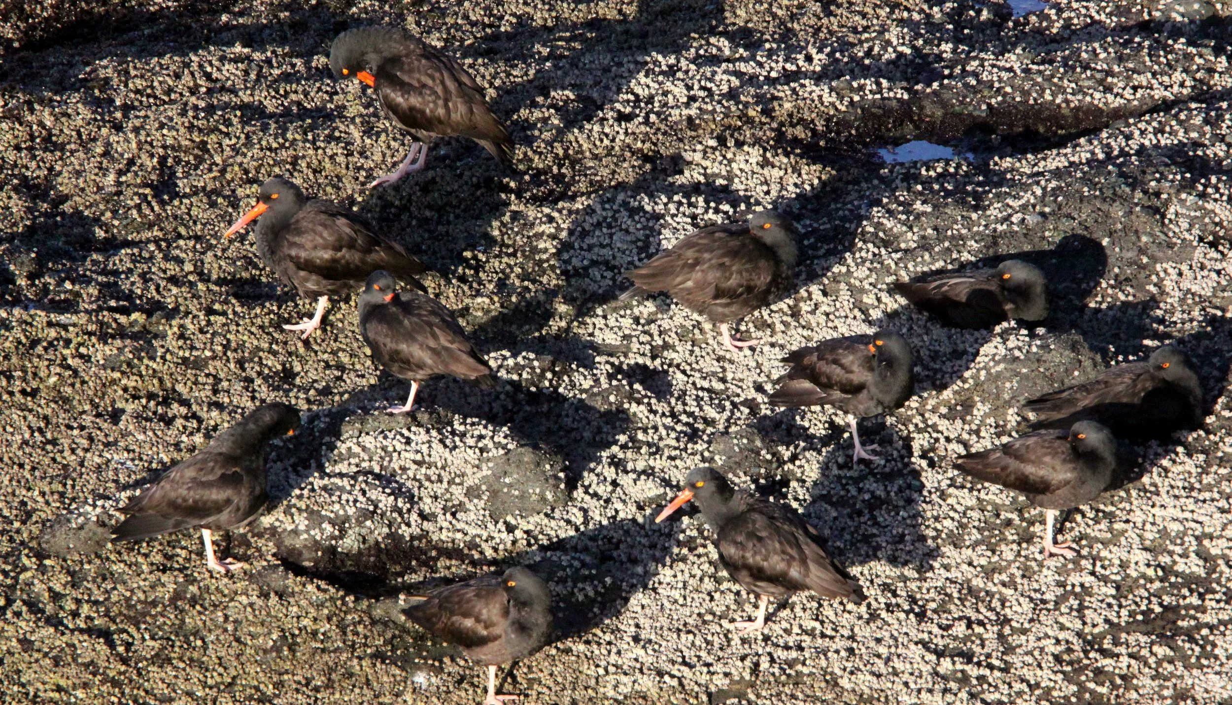 Black Oystercatcher (Haematopus bachmani) Cape Flattery Washington (3).JPG
