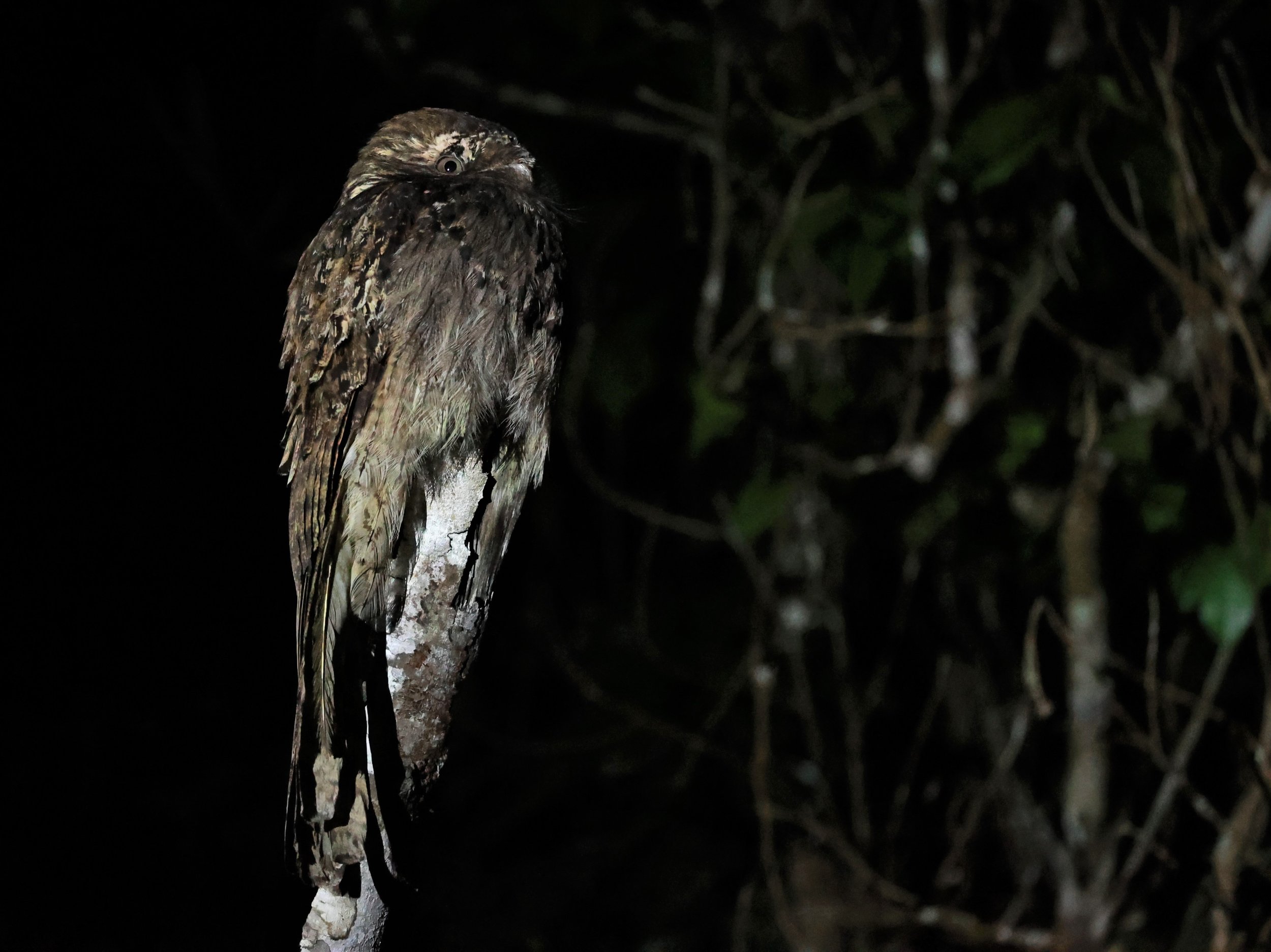 Potoo - Common Potoo - Nyctibius griseus - Augusto Ruschi Biological Reserve, Santa Teresa, Brazil (14).jpg