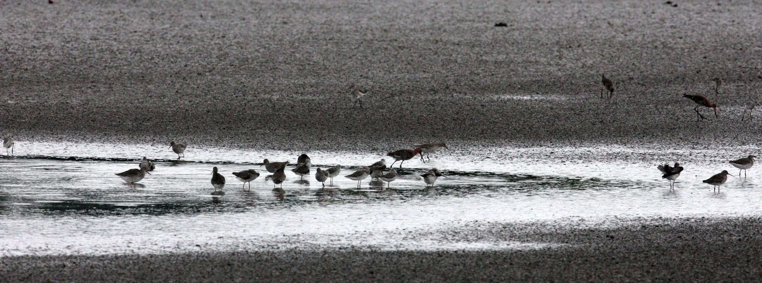 BIRD - GREENSHANK - COMMON GREENSHANK WITH BLACK-TAILED GODWIT AND SPOTTED REDSHANK - MAI PO WETLANDS HONG KONG (4).JPG