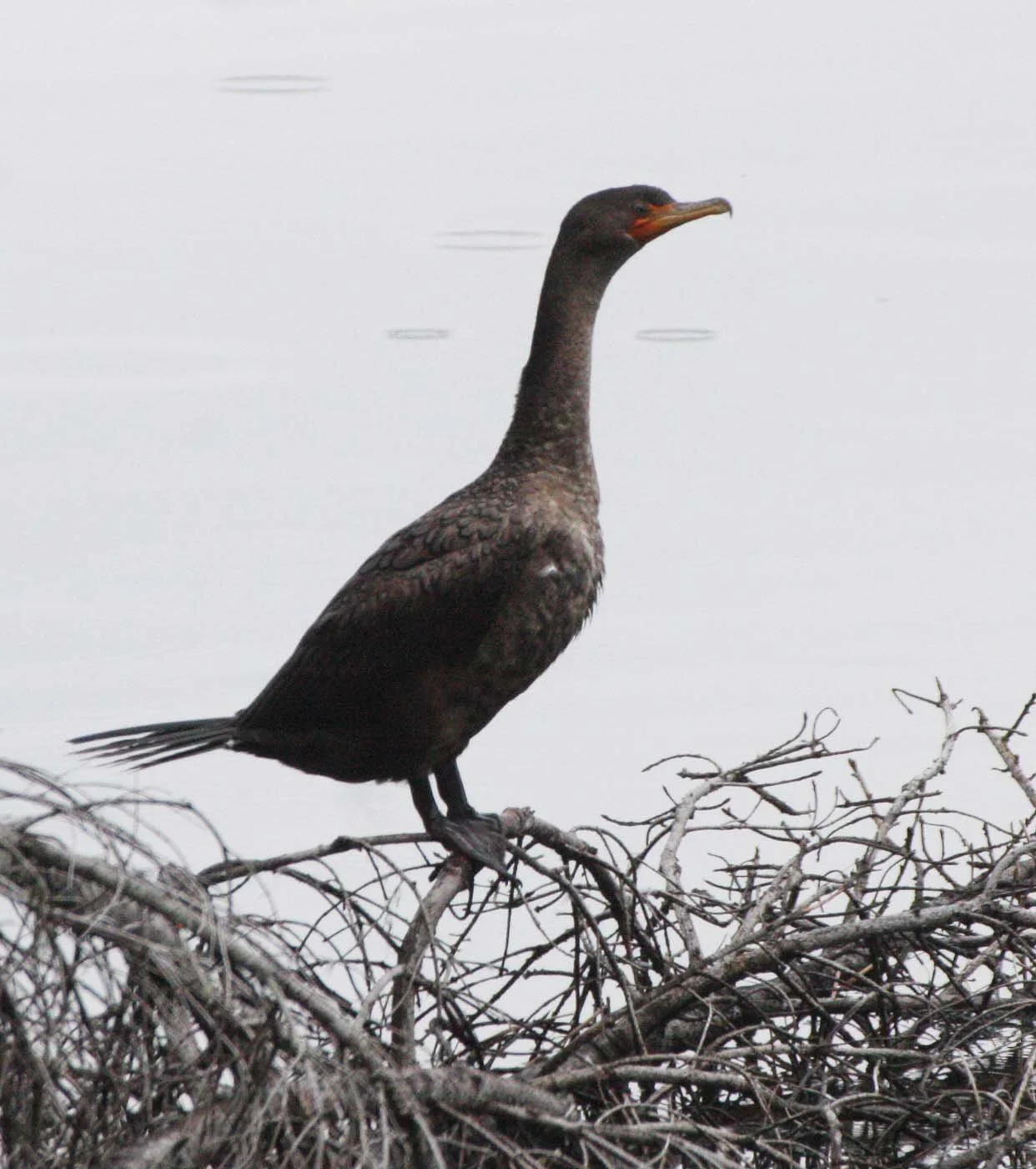 Nannopterum auritum - Double-crested Cormorant - Lake Crescent, Washington (3).JPG